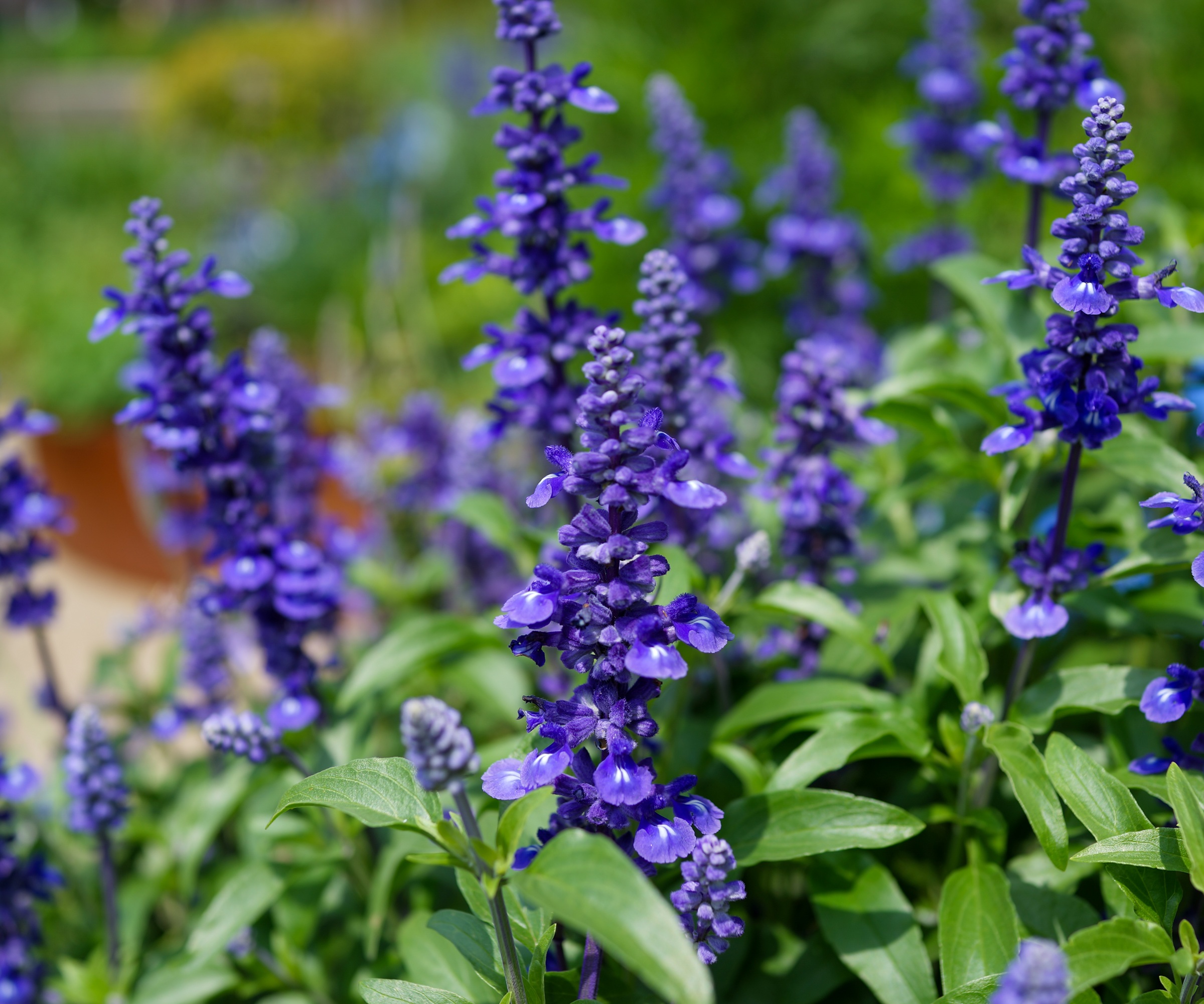 salvia farinacea bleue