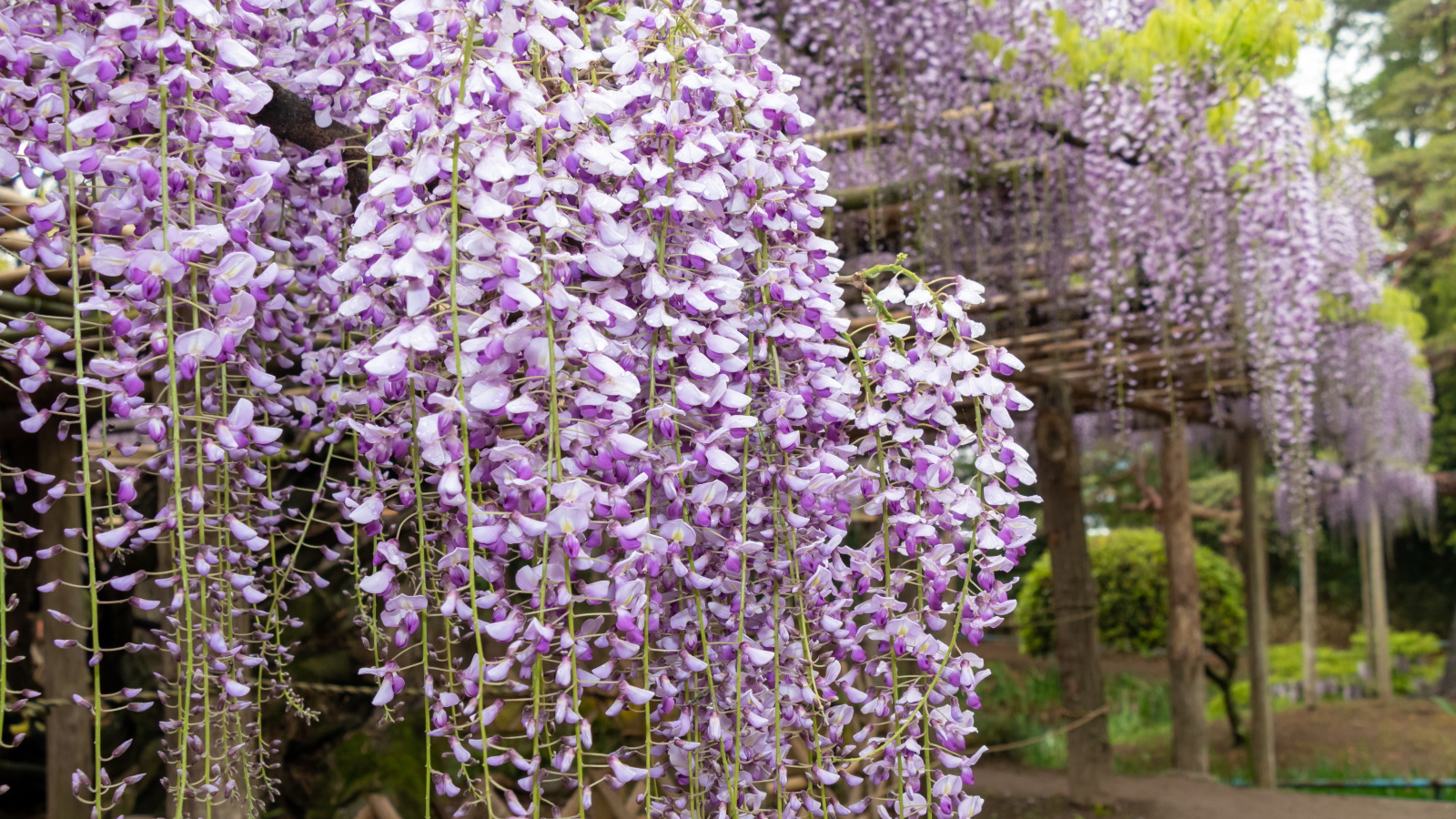 fleurs de glycine en fleurs en lilas