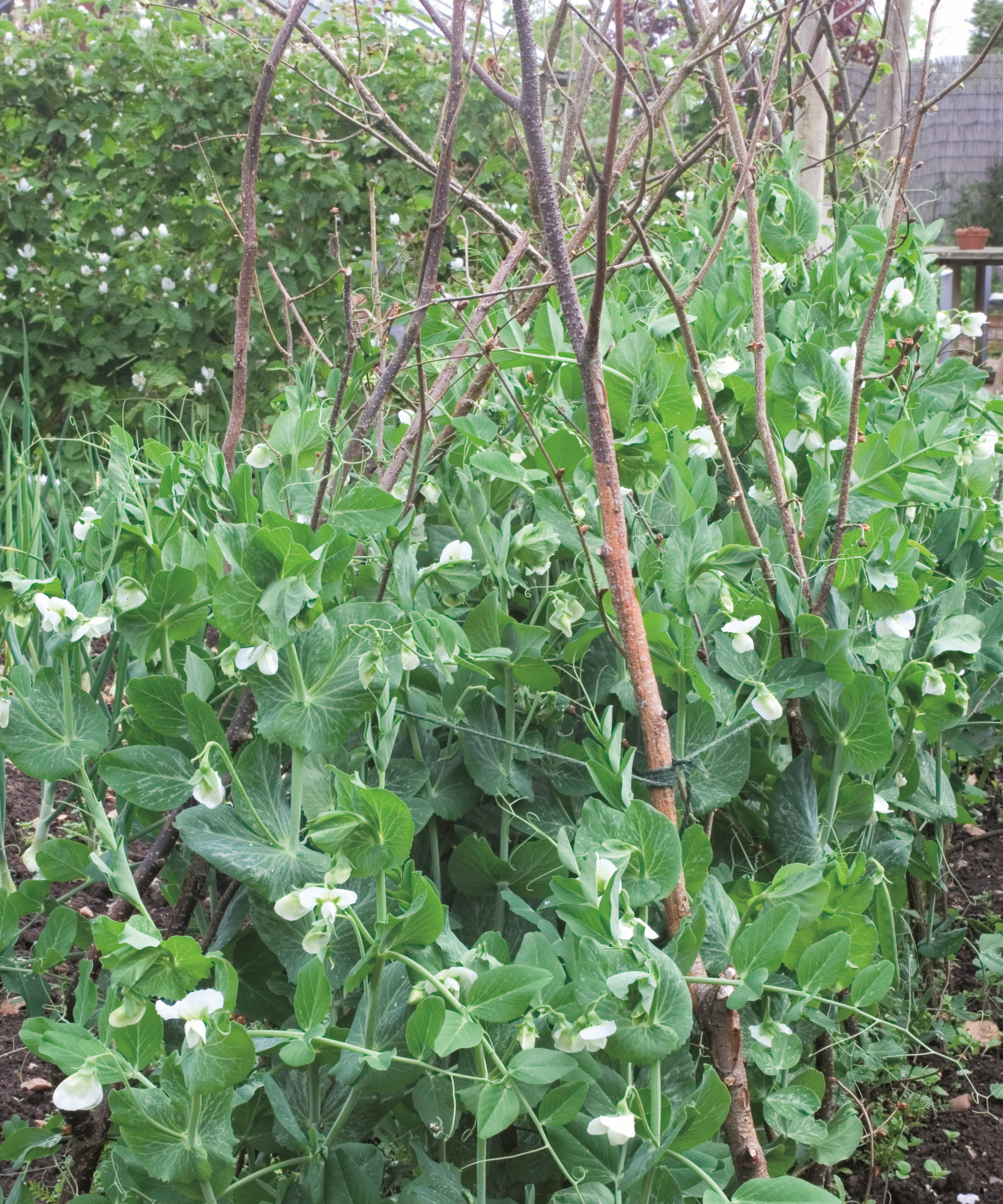 Pois poussant des bâtonnets de pois