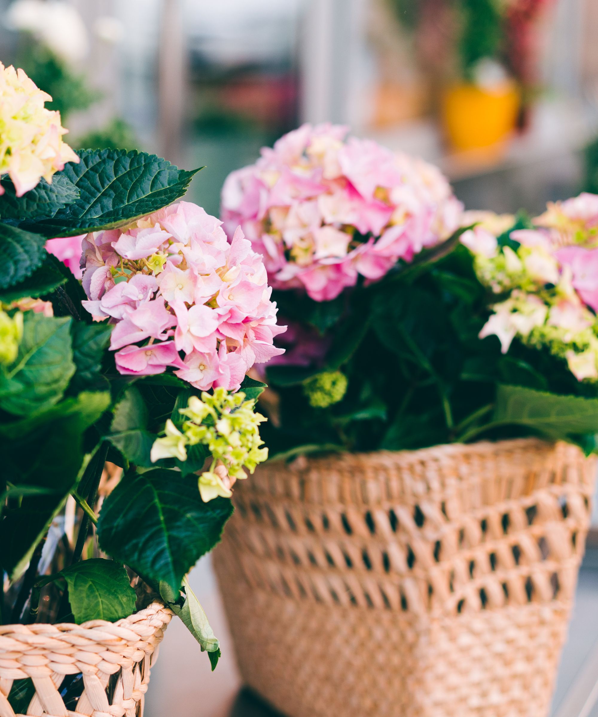 jardinières carrées tressées avec des fleurs roses