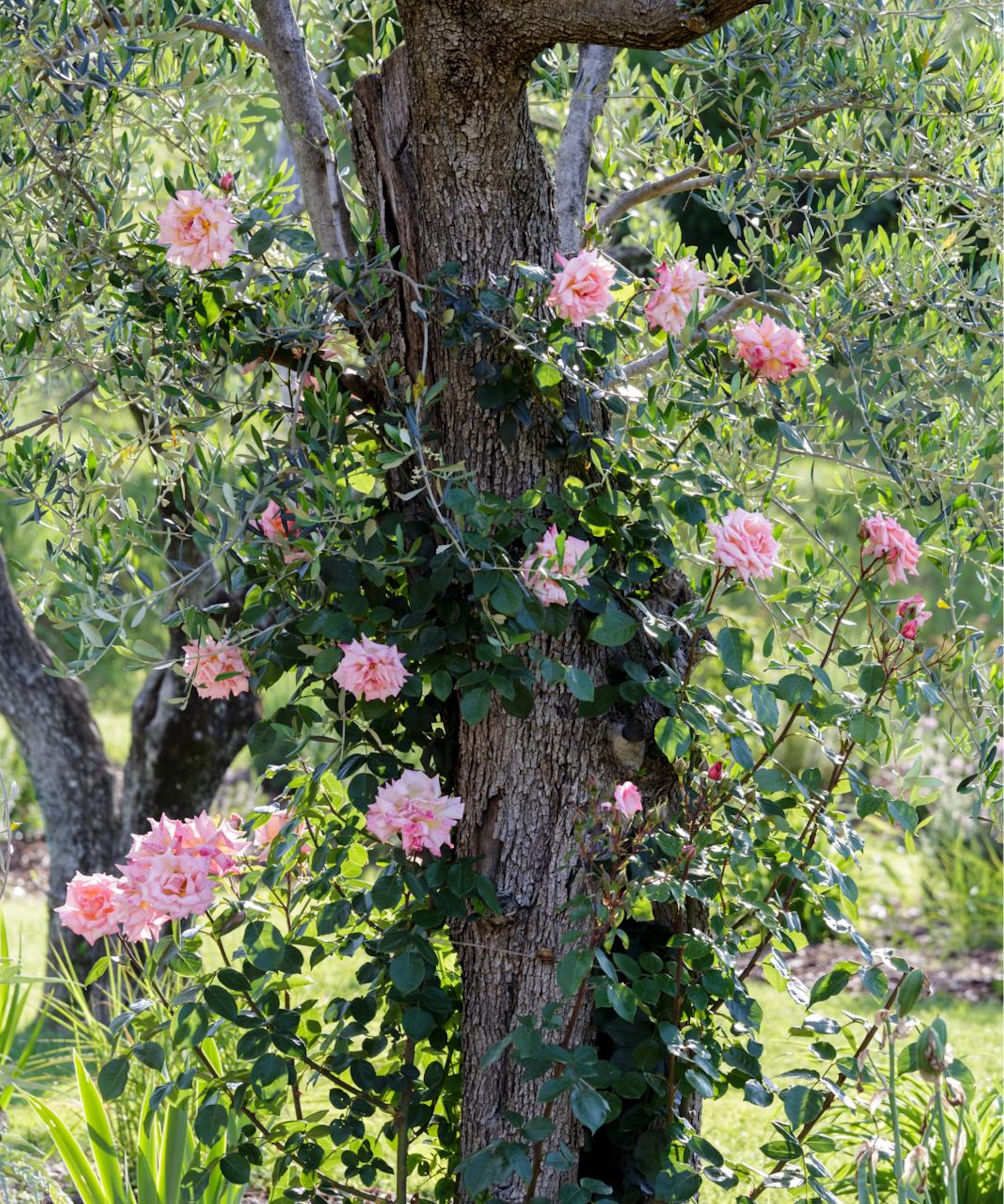Rose rose grimpante sur un arbre