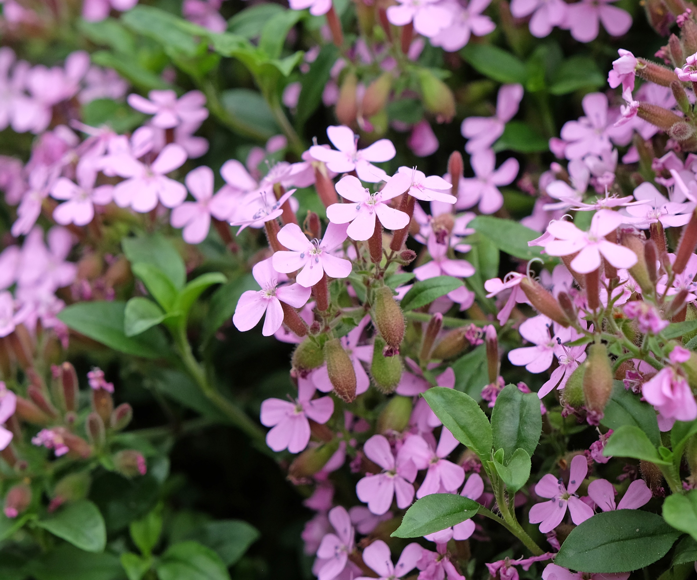 Saponaire, Saponaria Ocymoides