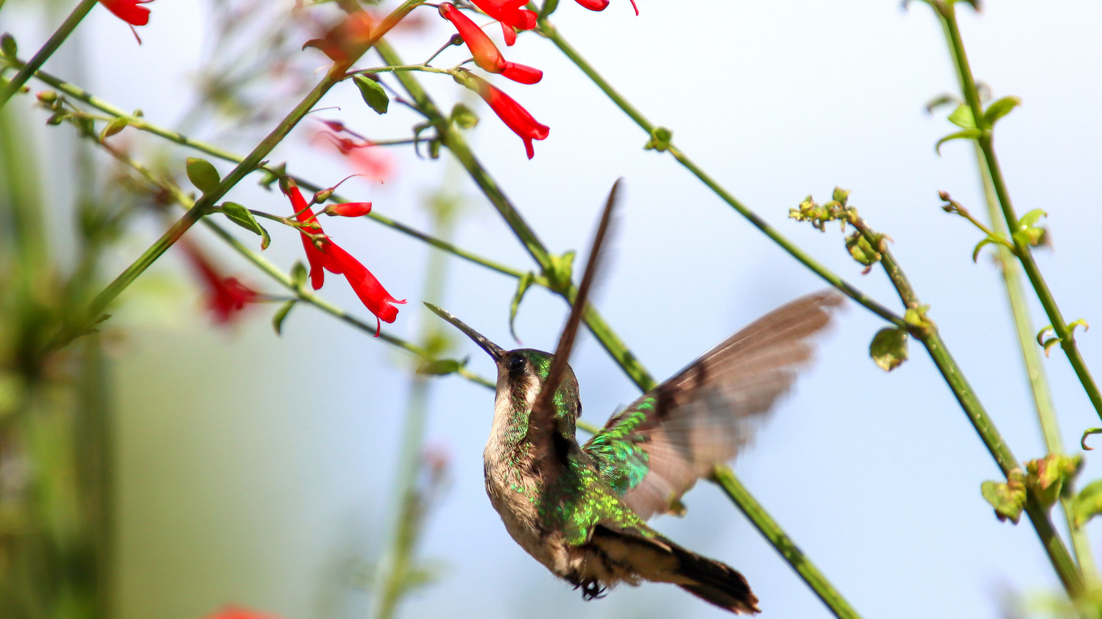 Colibri émeraude se nourrissant d'une usine de pétards