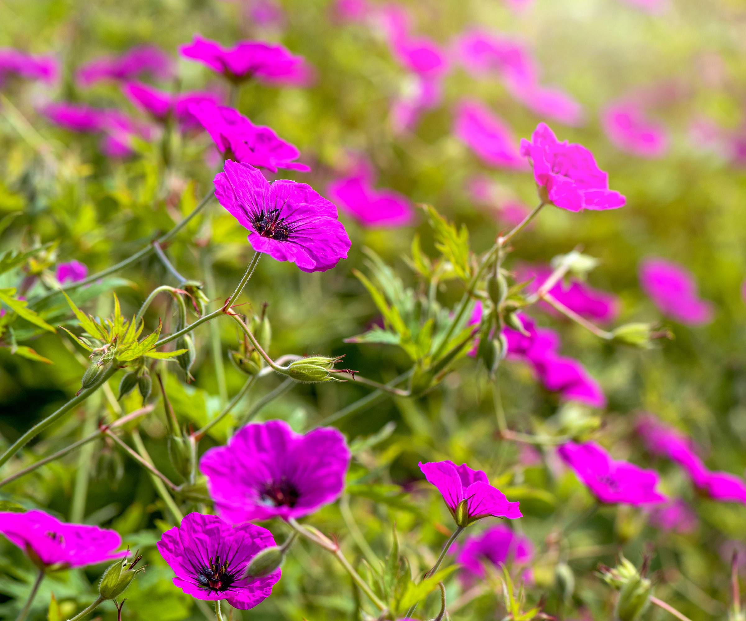 Les Cranesbills Ann Folkard fleurissent dans le jardin d'été