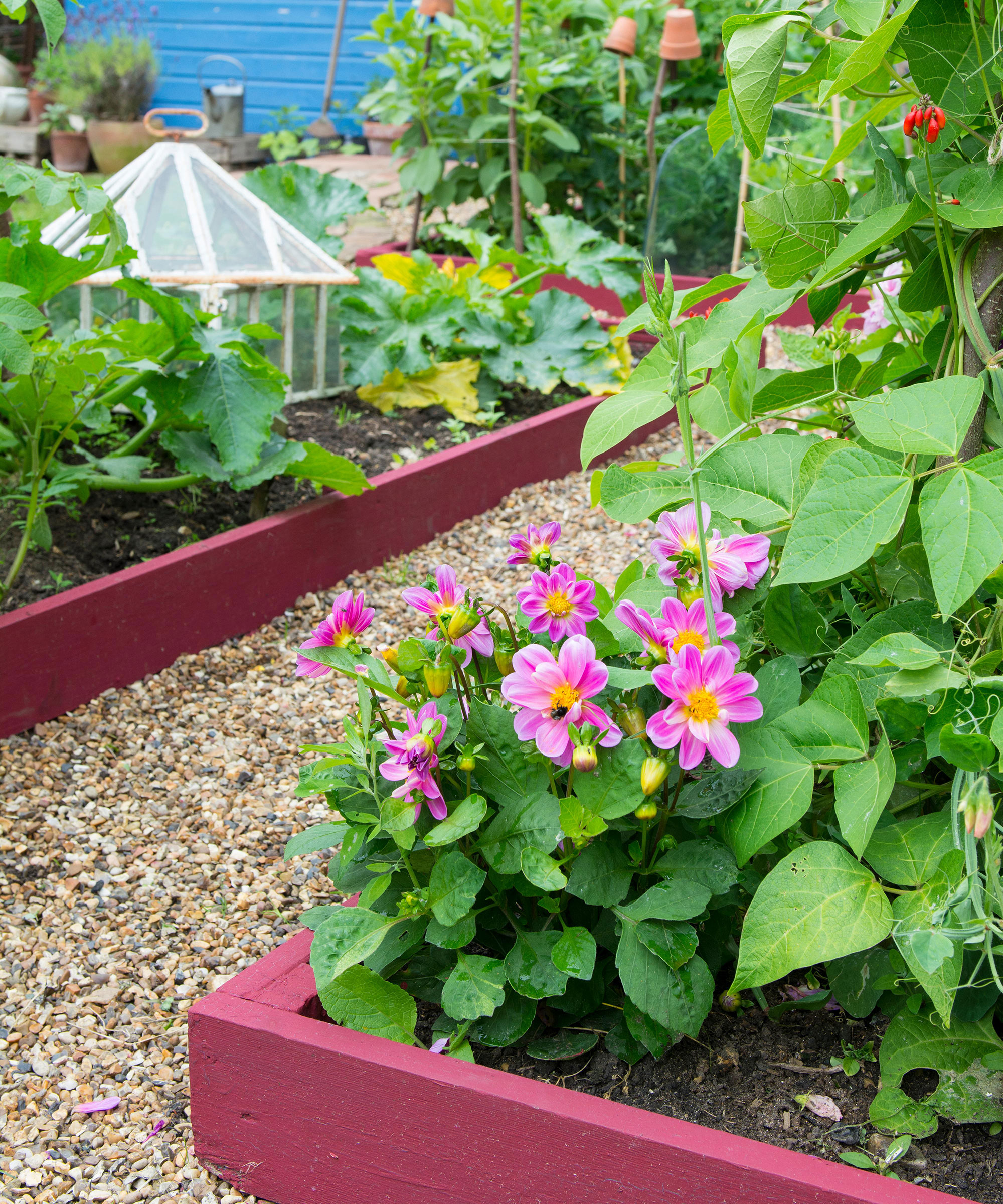 plates-bandes surélevées dans un potager