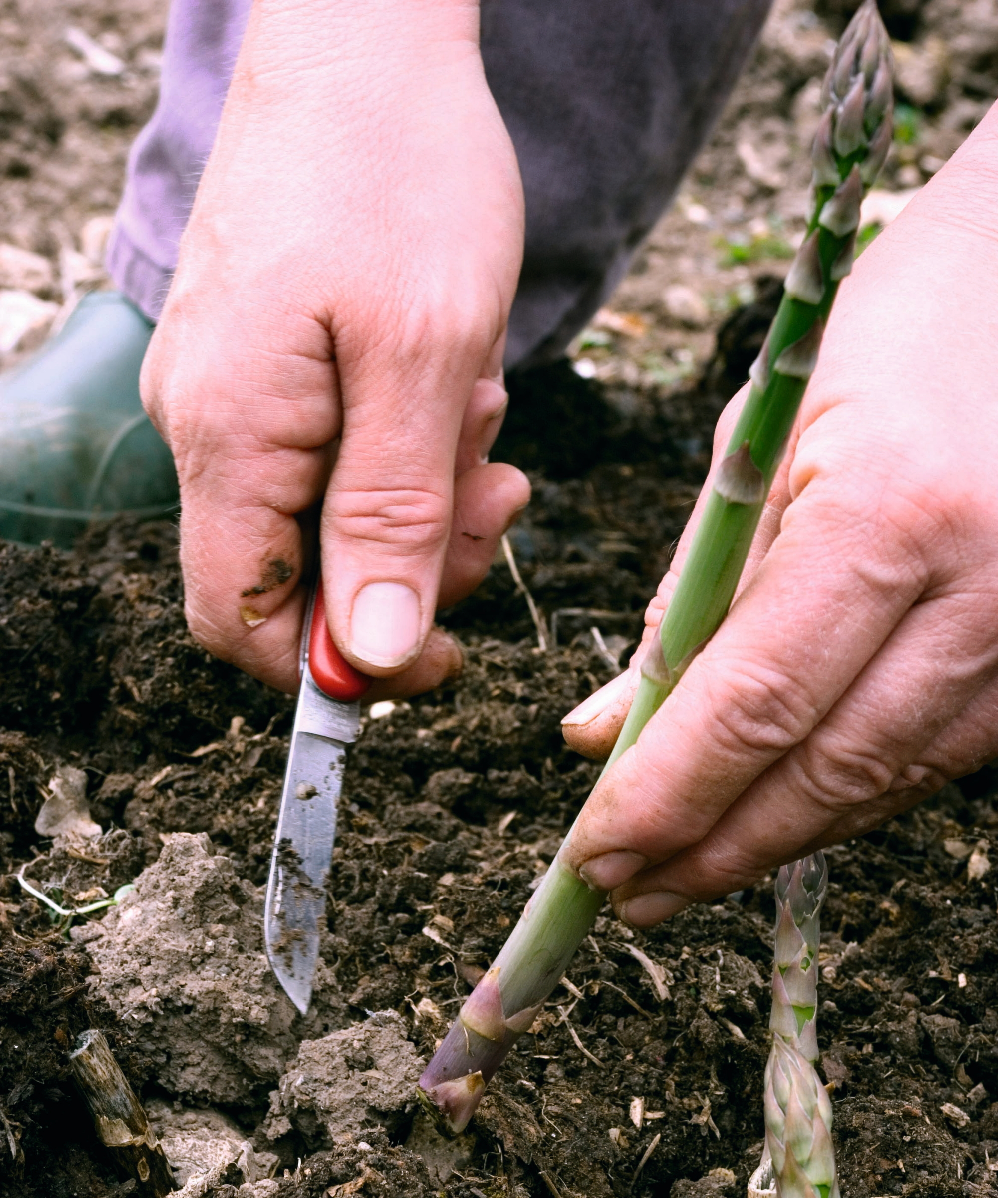 Un jardinier récoltant une tige d'asperge avec un couteau bien aiguisé