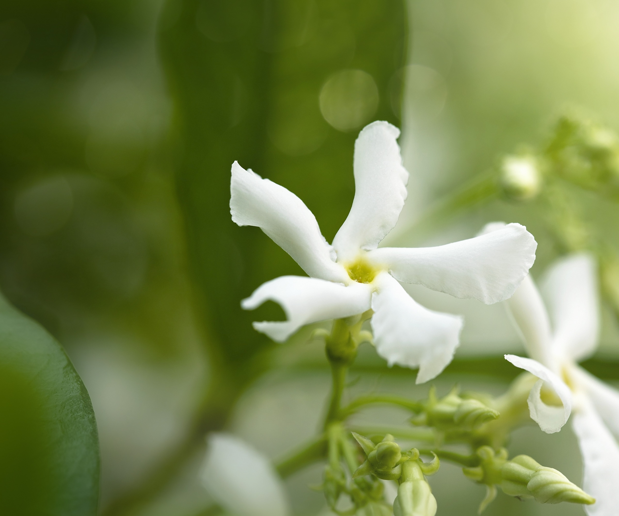 Fleur de jasmin blanc en fleur avec feuillage vert derrière