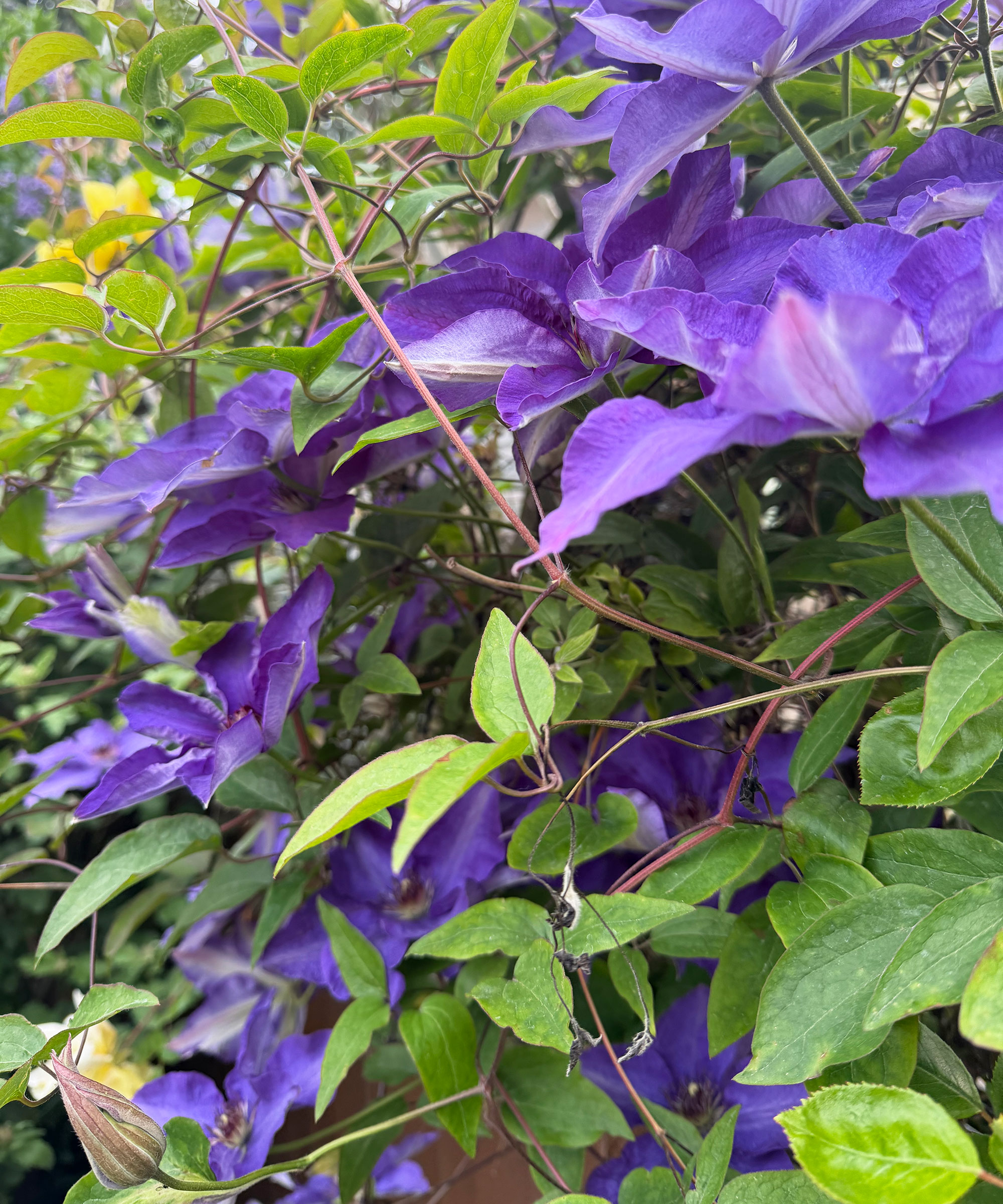 Clématite violette traînée jusqu'à une clôture