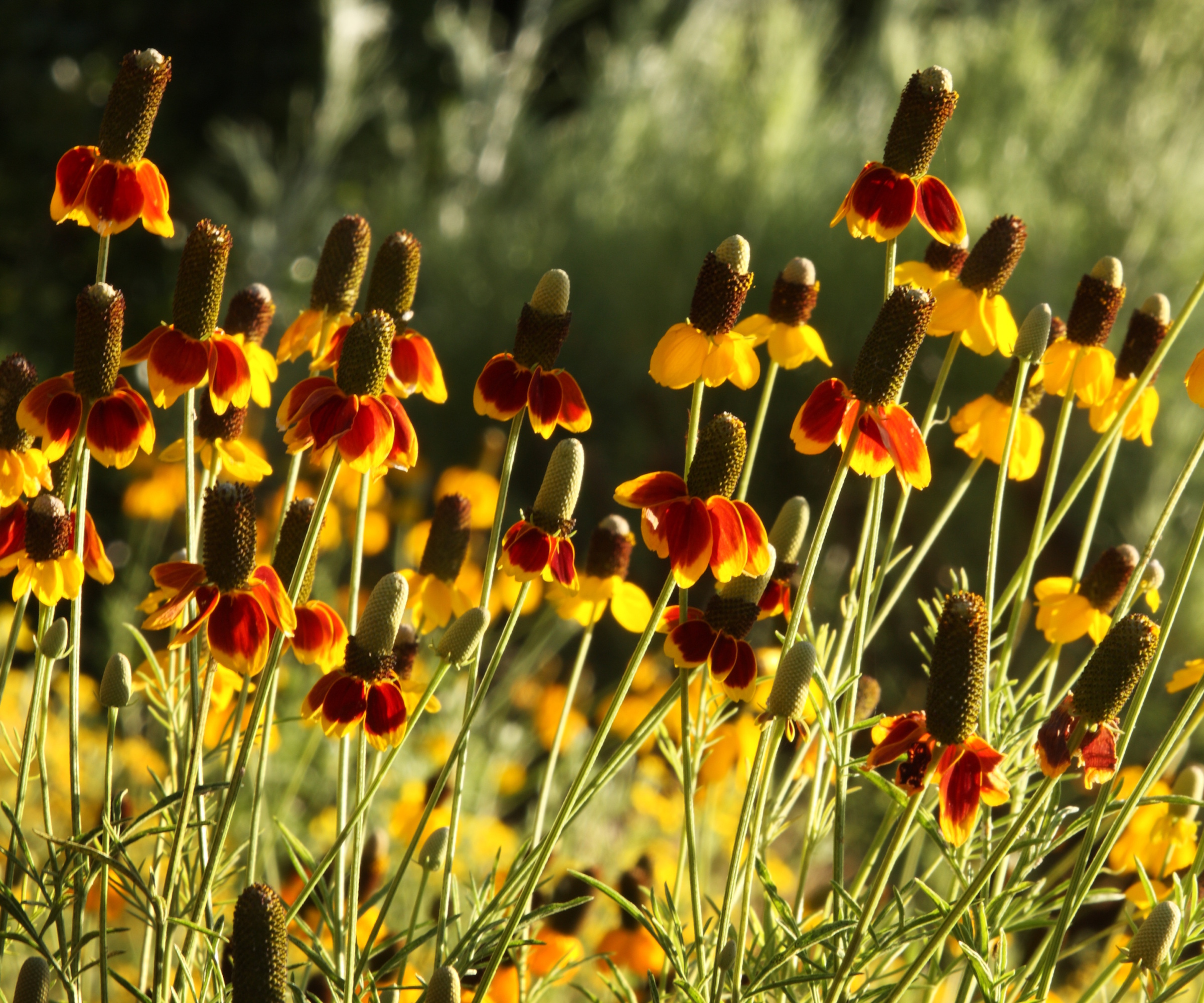 Mexican Hat Coneflowers qui fleurit dans un champ
