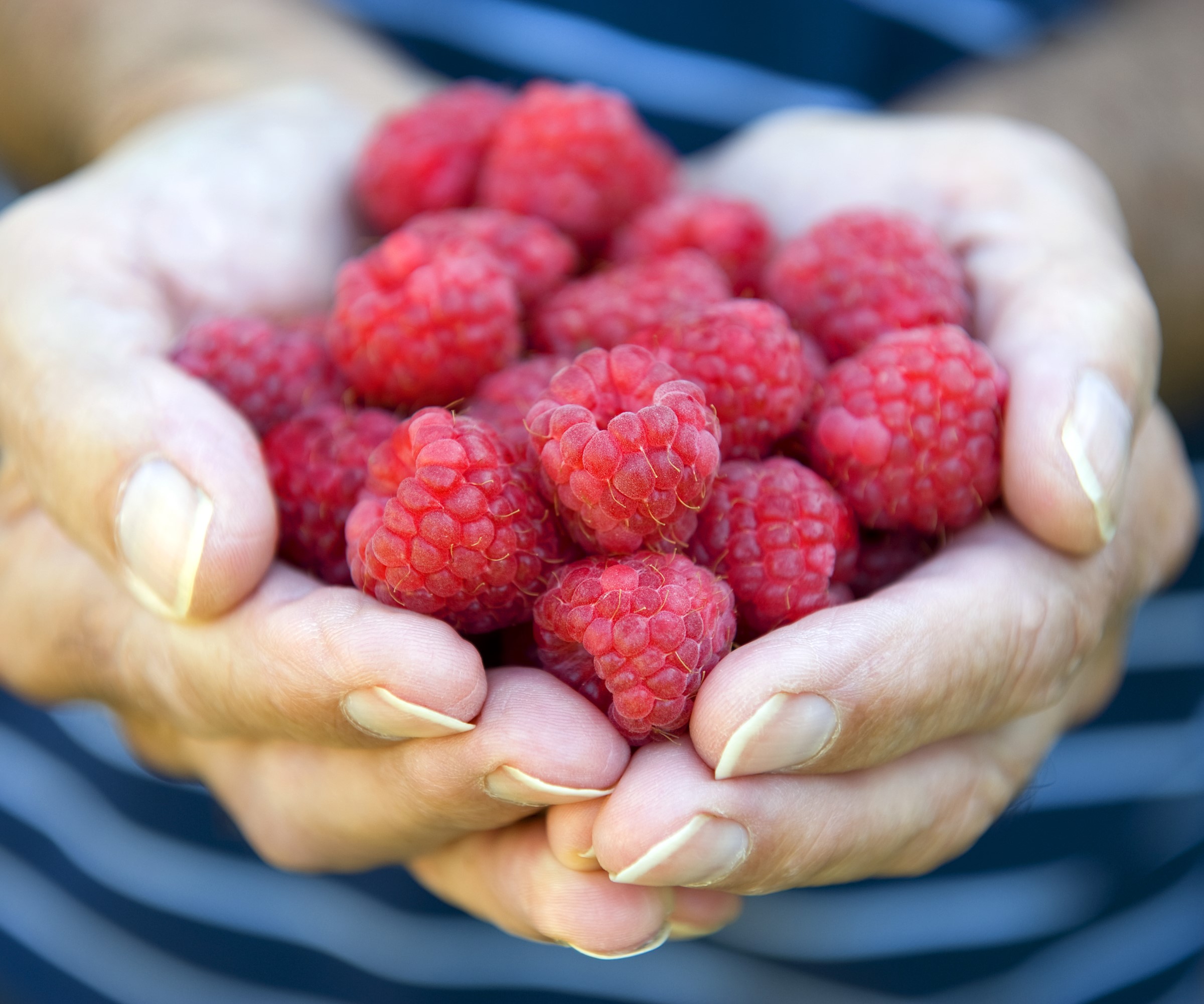 Une main tenant une nouvelle récolte de framboises rouges