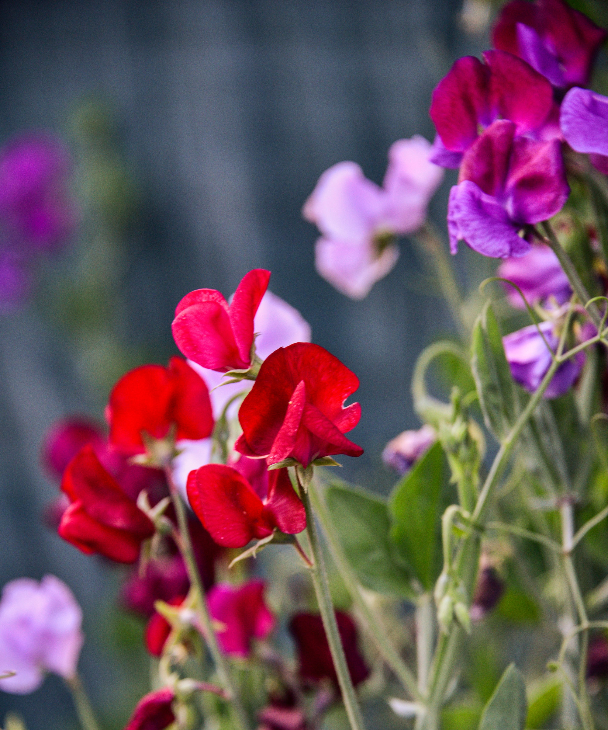 fleurs de pois de senteur rouges, mauves et roses grimpant sur le treillis
