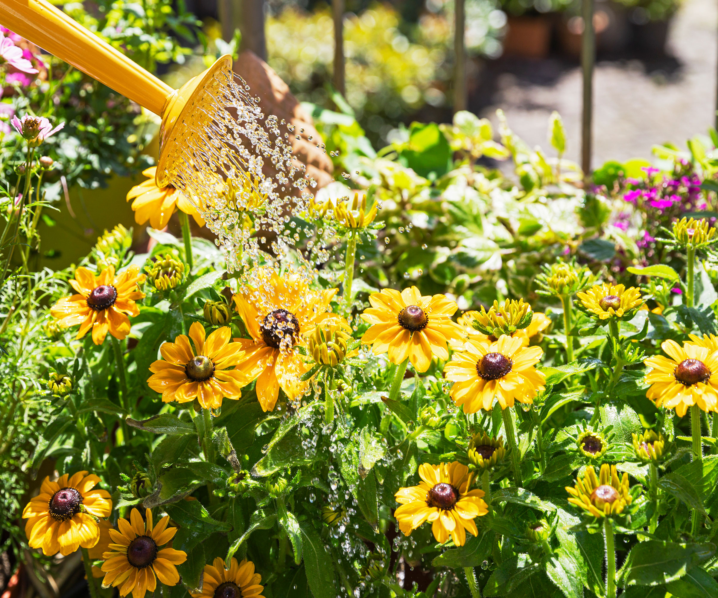 tournesols arrosés avec un arrosoir jaune
