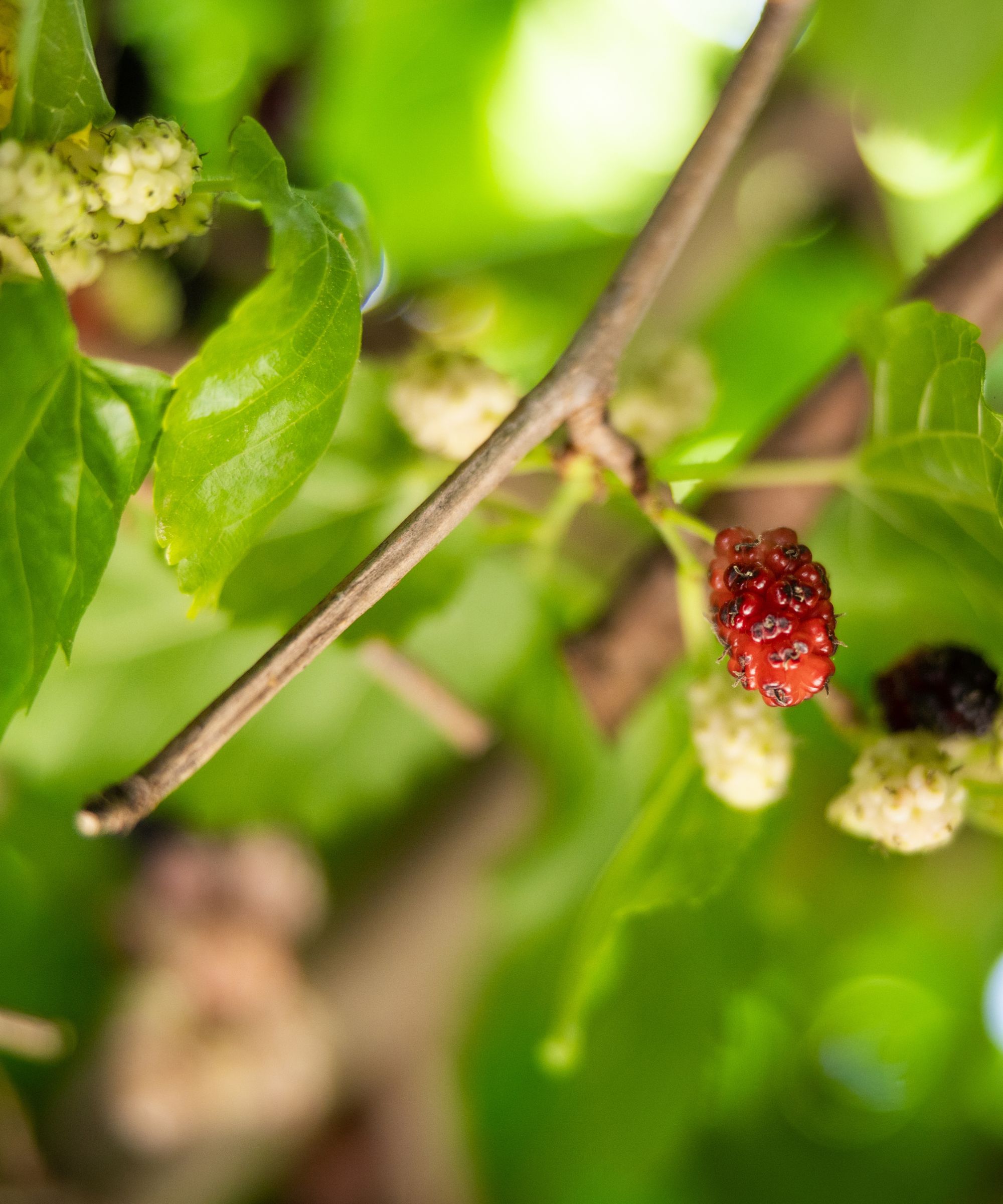 Mûriers sur jeunes branches