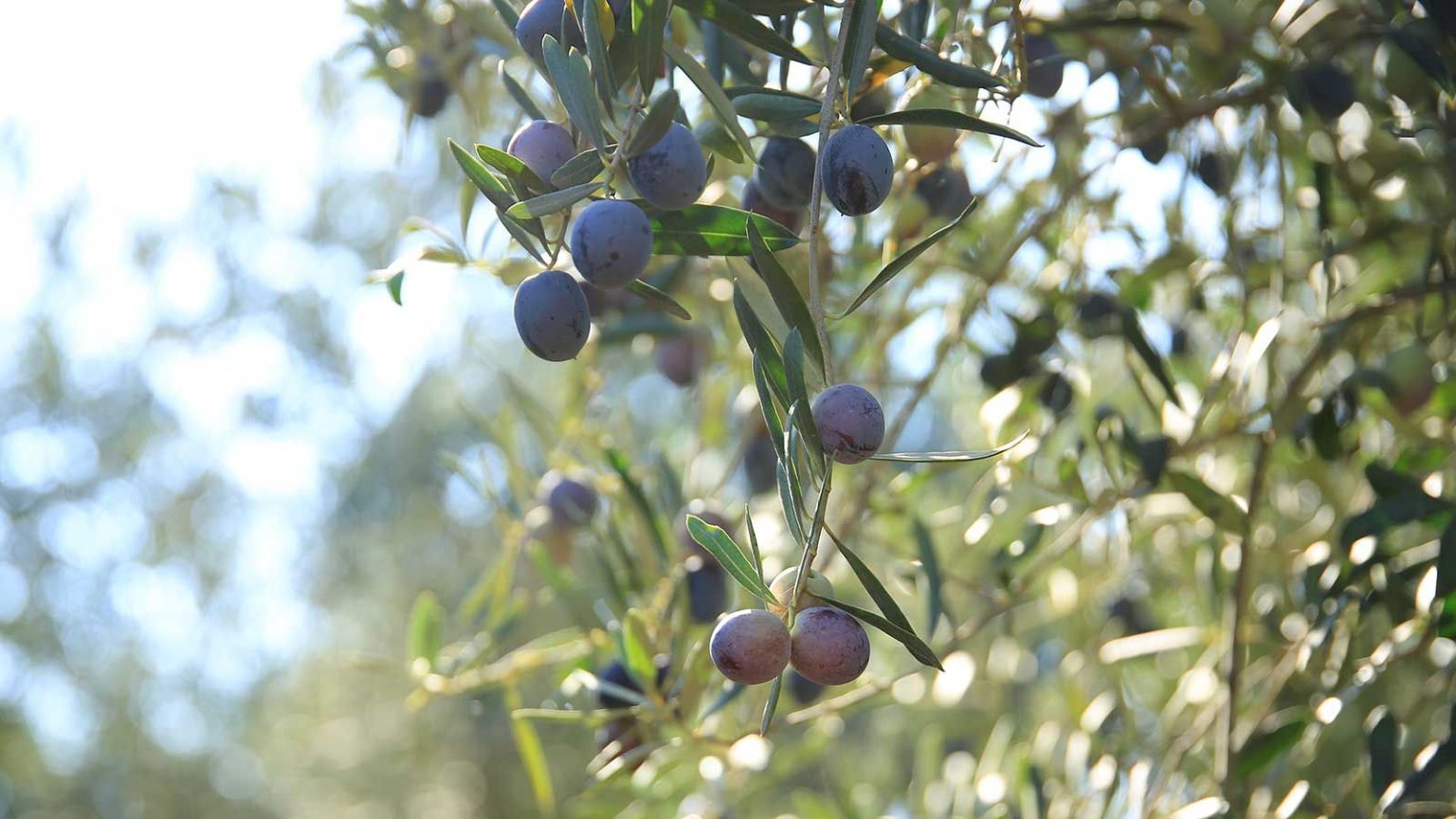 Que faire avec un olivier en juin – 7 étapes pour un arbre sain et votre meilleure récolte de tous les temps olive tree branches