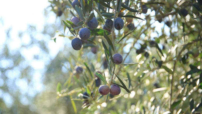 Que faire avec un olivier en juin – 7 étapes pour un arbre sain et votre meilleure récolte de tous les temps olive tree branches