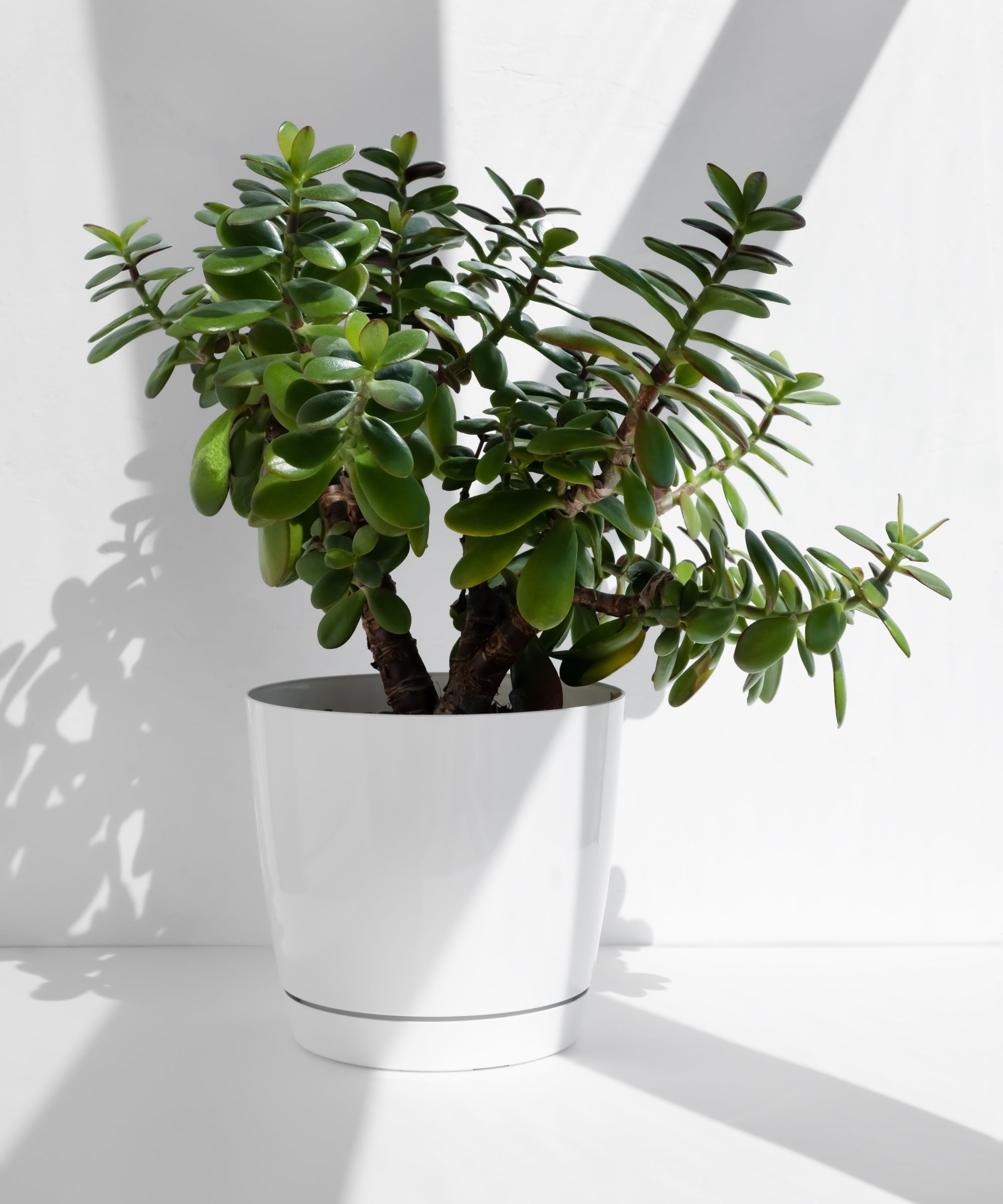 Plante de jade projetant des ombres sur un mur blanc brillant
