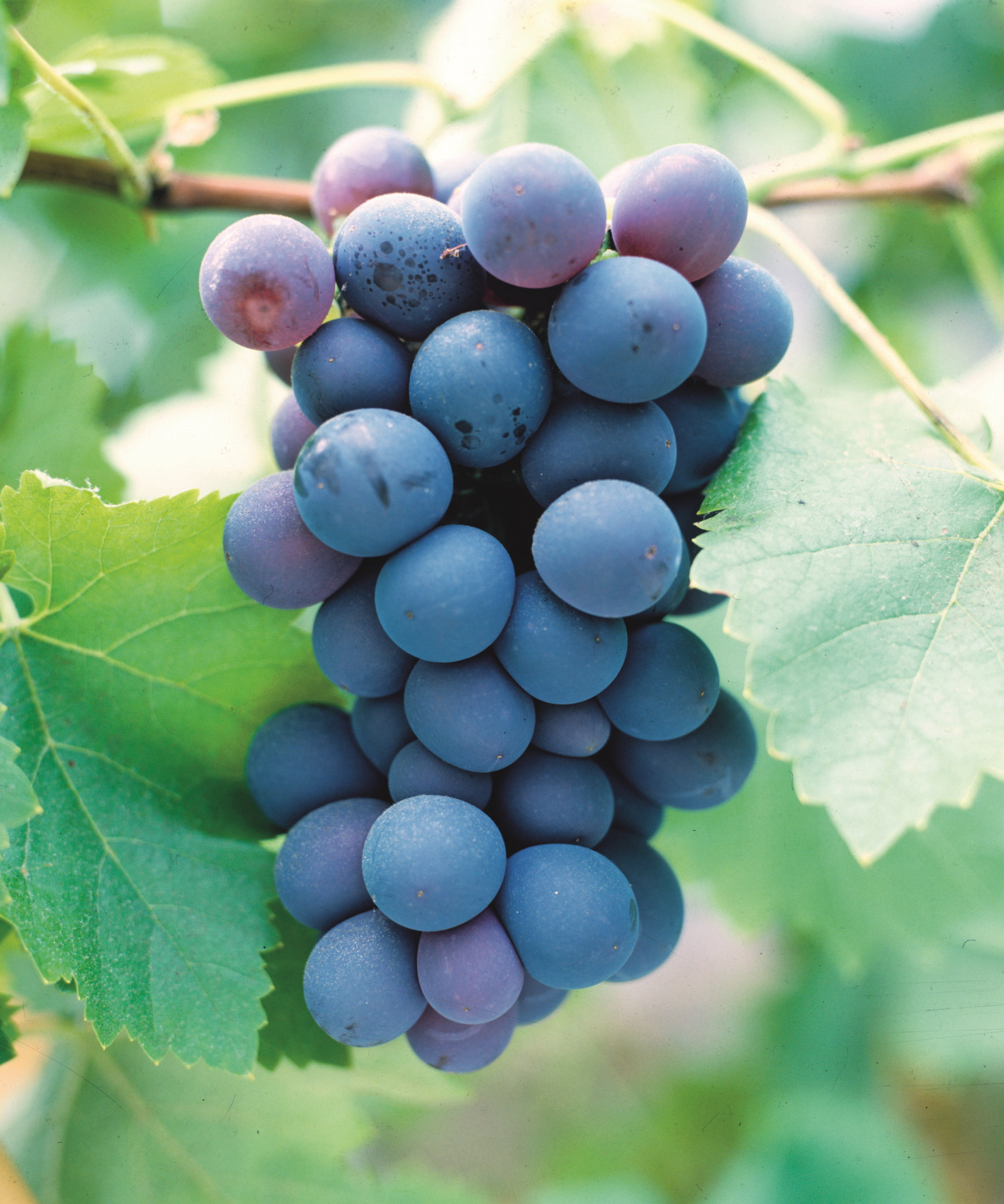 Une grappe de raisins noirs mûrissant sur la vigne