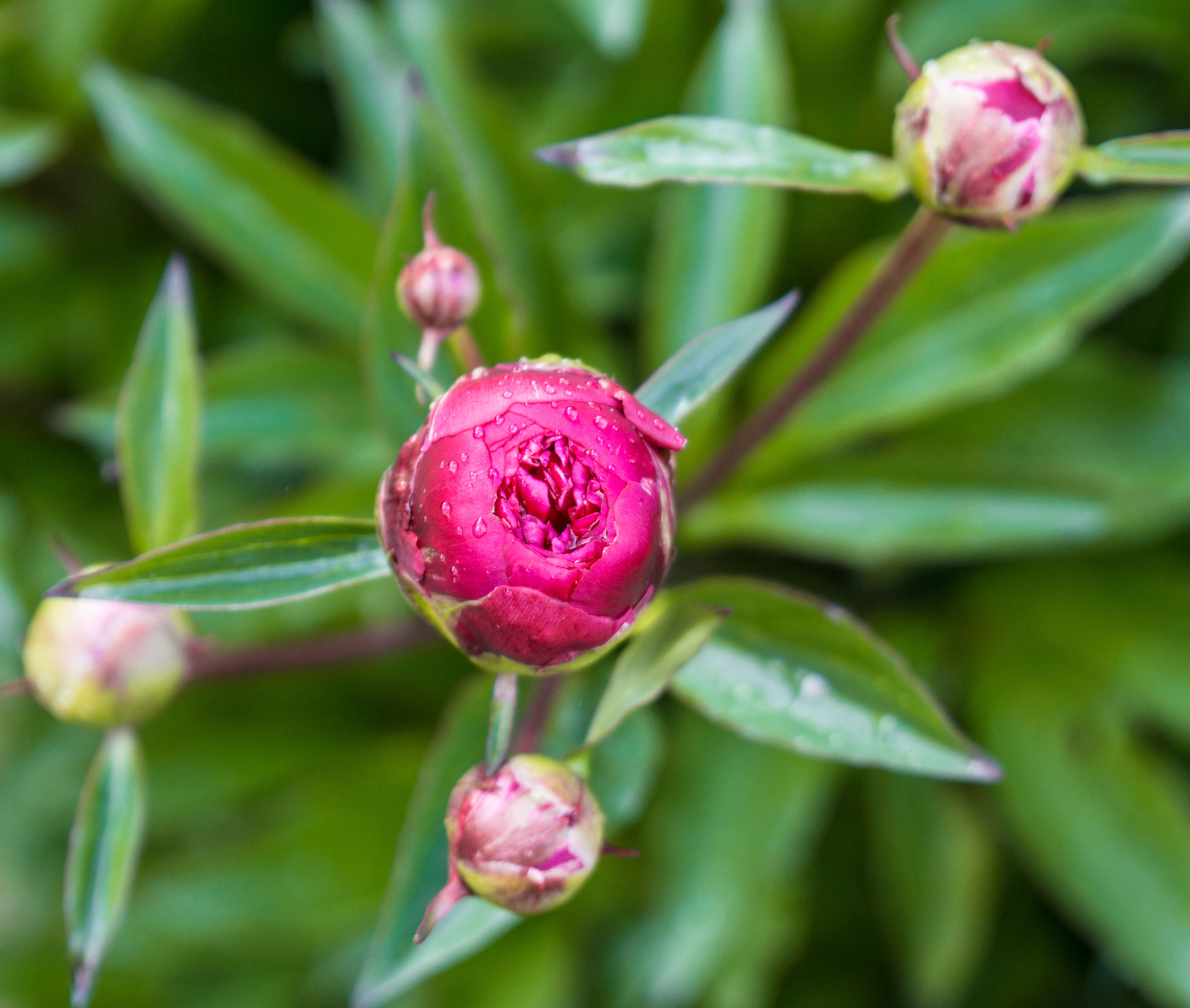 gros plan de pivoines roses en bouton