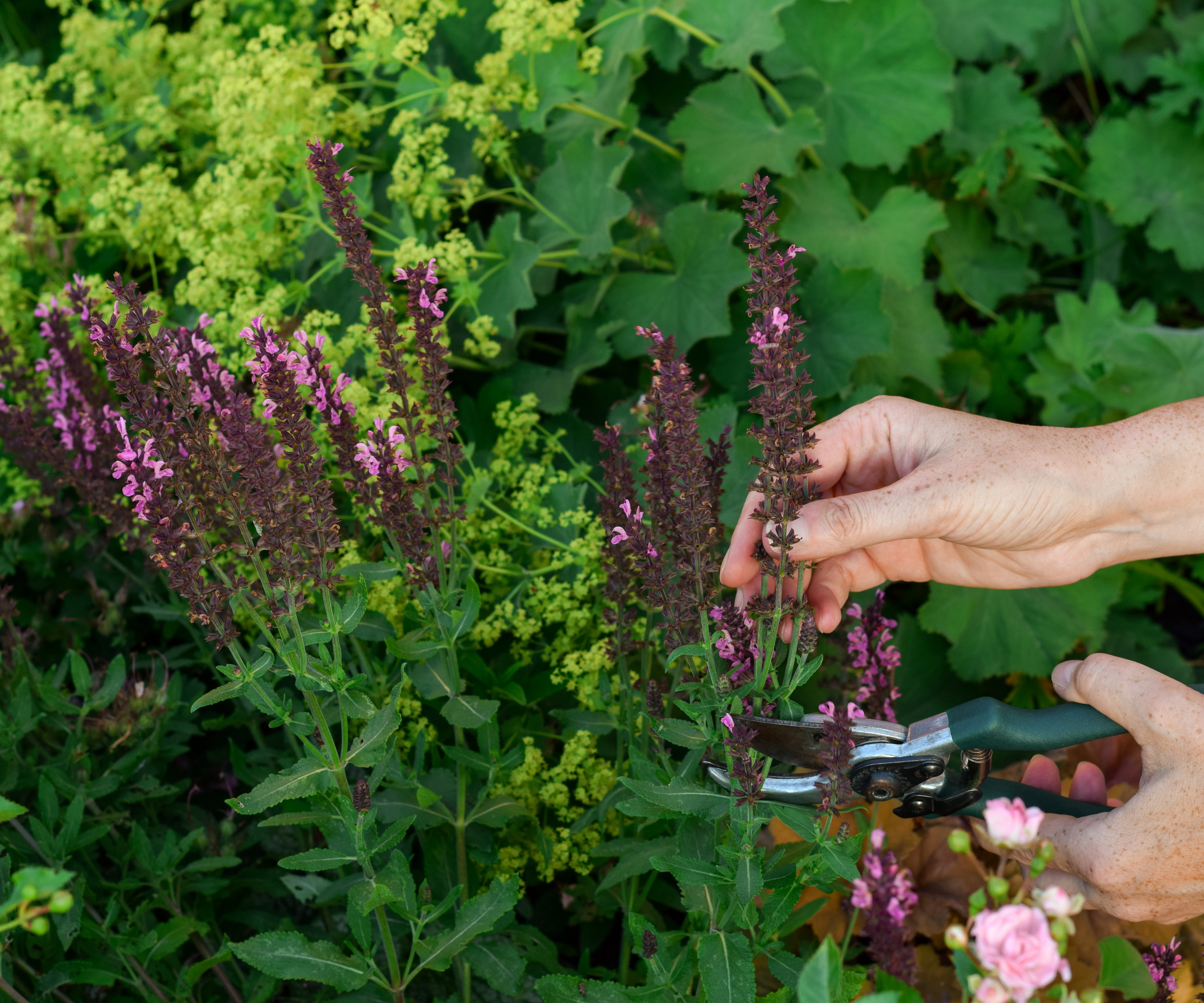 femme réduisant la salvia dans le jardin