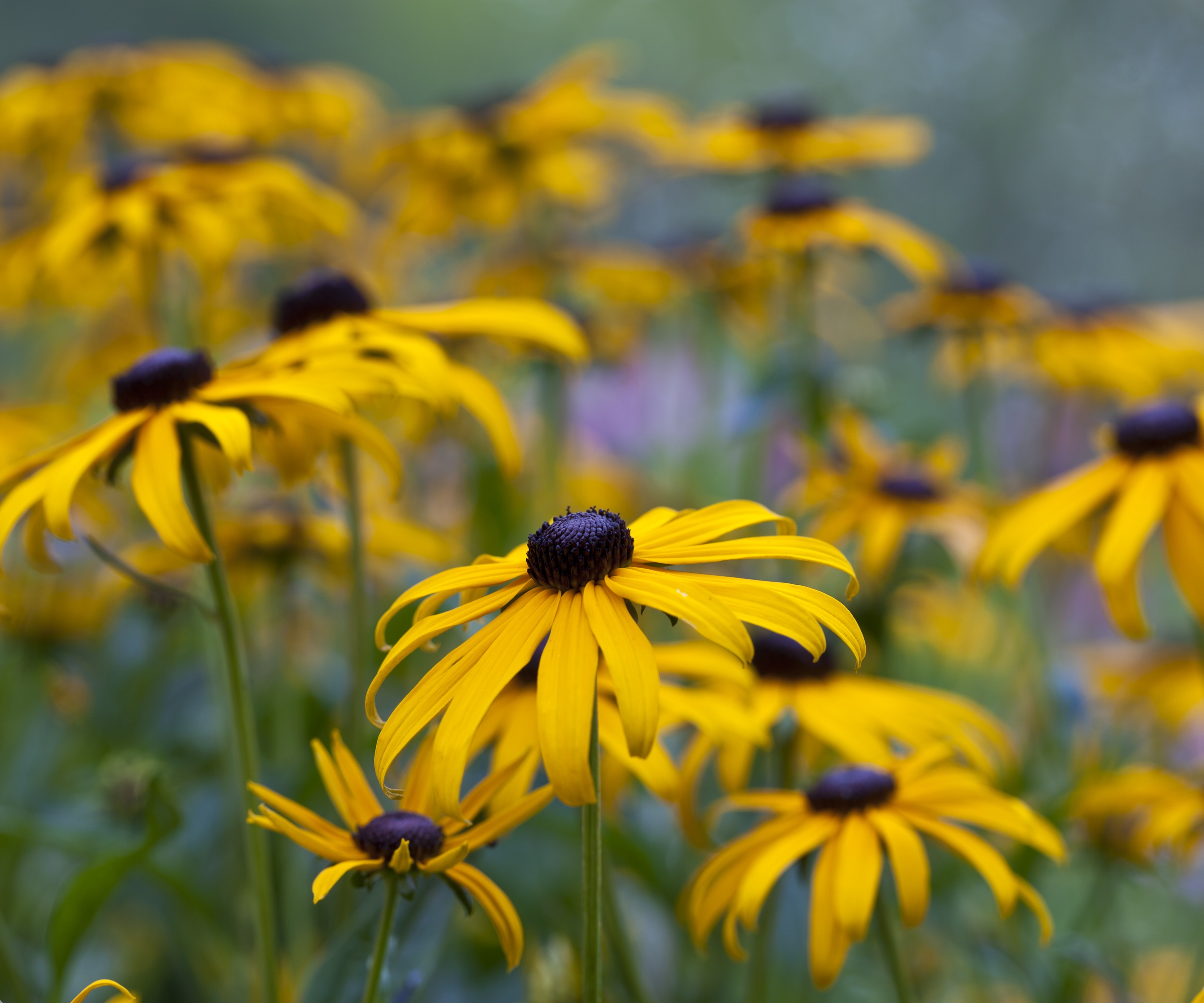 Susan aux yeux noirs, Rudbeckia fulgida