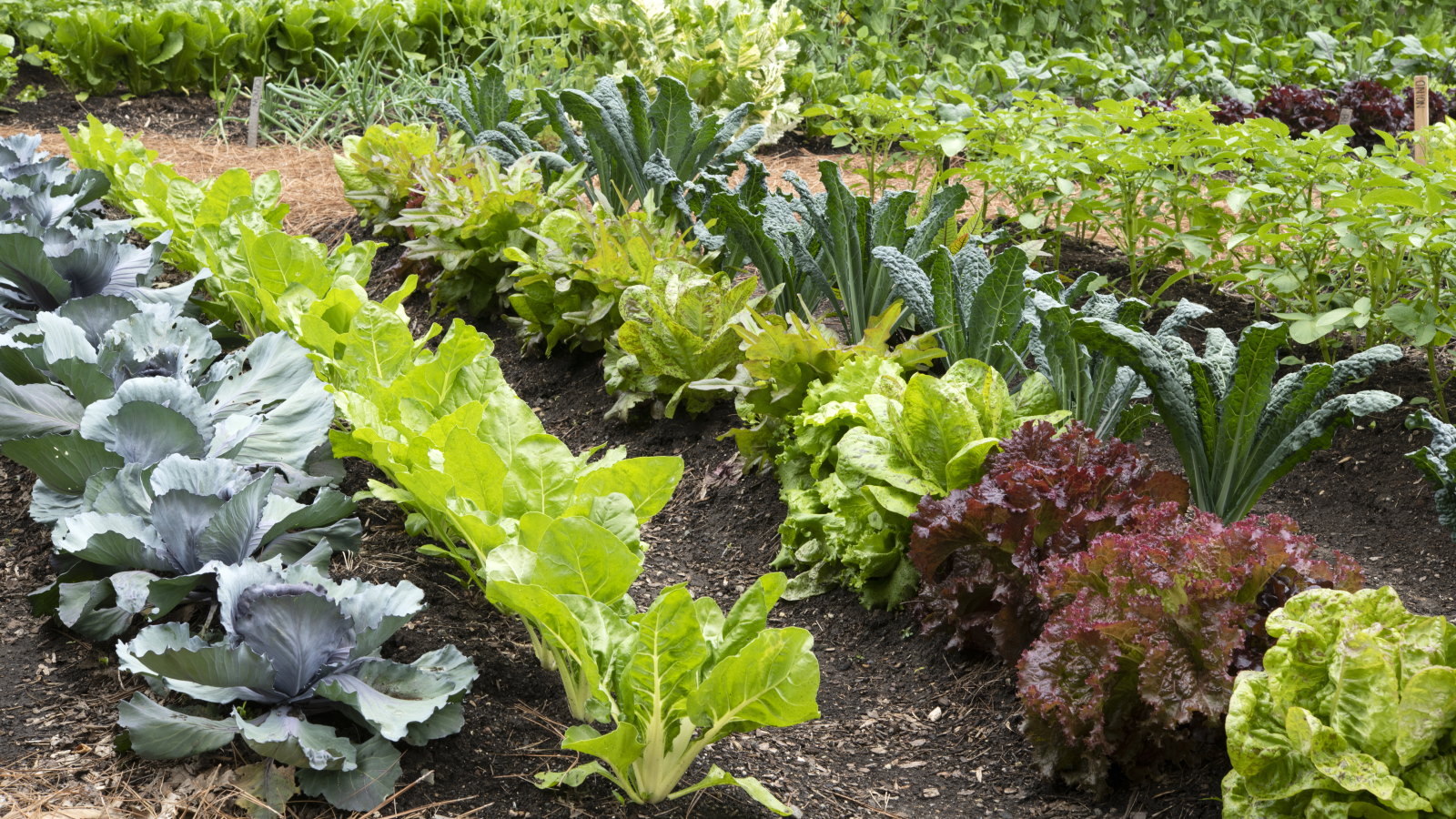 Potager rempli de cultures