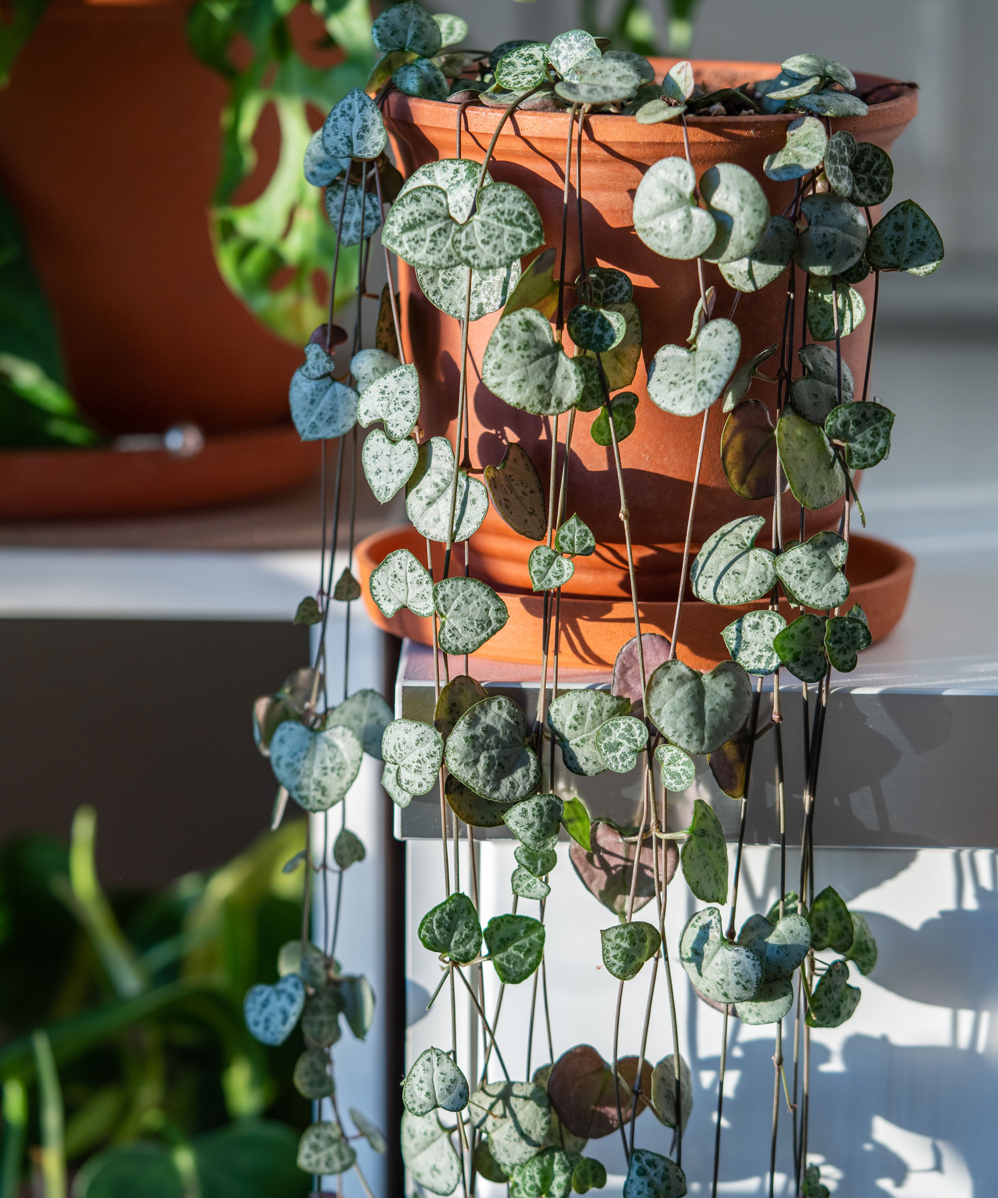 String of Hearts (Ceropegia woodii) plante d'intérieur sortant de l'étagère avec d'autres plantes derrière