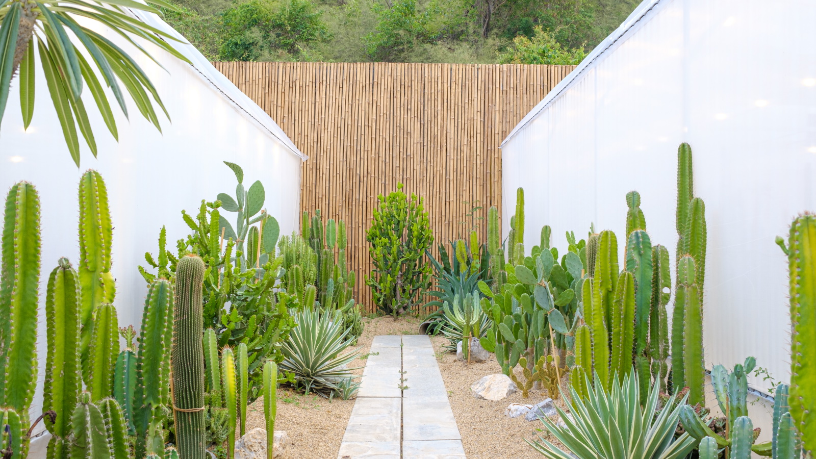 Plantation du désert, y compris des cactus, dans une cour sèche