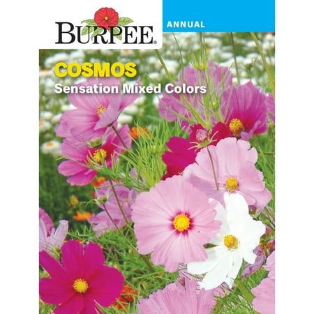 Burpee Sensation Mix Cosmos Graines de fleurs, fleurs annuelles, 1 paquet, plein soleil