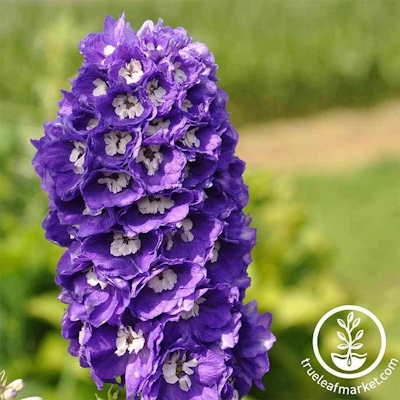 Graines de Delphinium - Série Fontaines Magiques