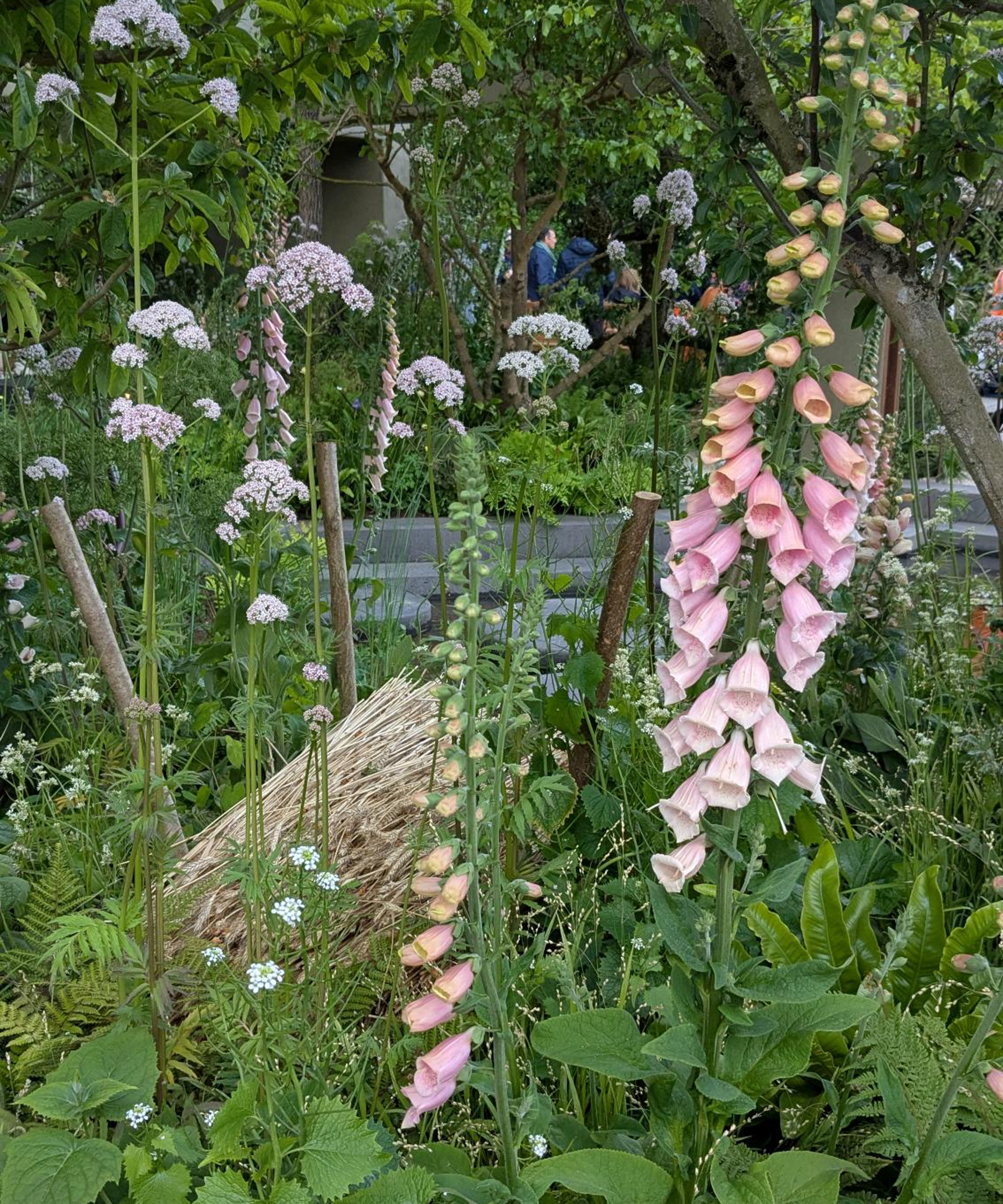 Digitales et verveine dans un jardin d'exposition au Chelsea Flower Show
