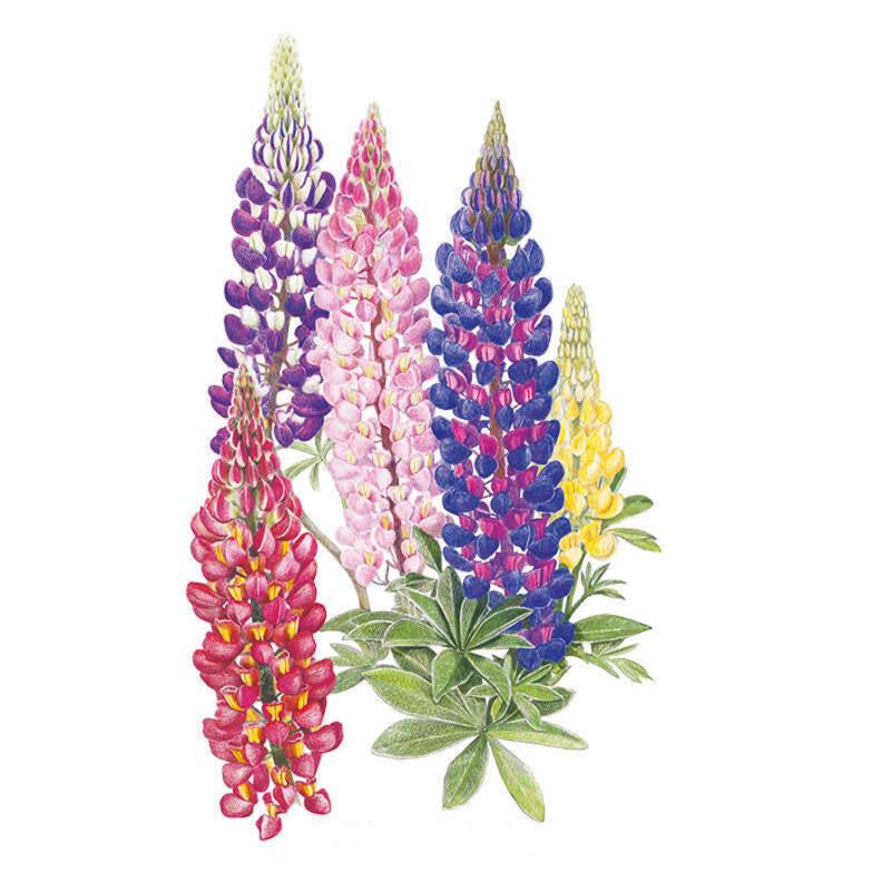 Graines de Lupin Mélange Russell