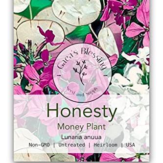 Gaea's Blessing Seeds – Honesty Seeds – Graines sans OGM avec instructions de plantation faciles à suivre, honnêteté annuelle, Moonwort, Money Plant, Silver Dollar Plant, Lunaria Annua, taux de germination de 90 %