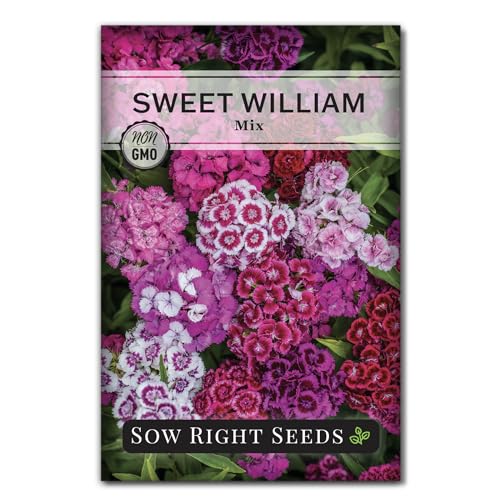 Sow Right Seeds – Mélange de graines de fleurs Sweet William pour la plantation – Belle variété biennale comestible – Paquet d'héritage sans OGM pour planter le jardin de fleurs de la maison – Fleurs parfumées pour attirer les pollinisateurs (1)