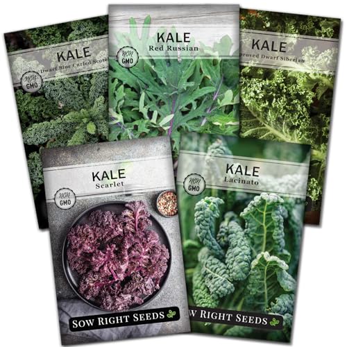 Sow Right Seeds – Collection de graines de chou frisé pour la plantation – Paquet d'héritage sans OGM avec instructions pour planter et cultiver un potager domestique, excellent cadeau de jardinage