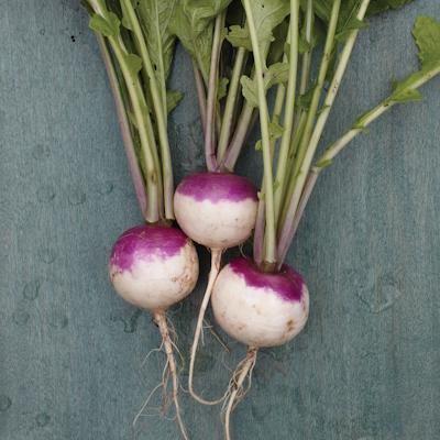 Graines de navet globe blanc violet