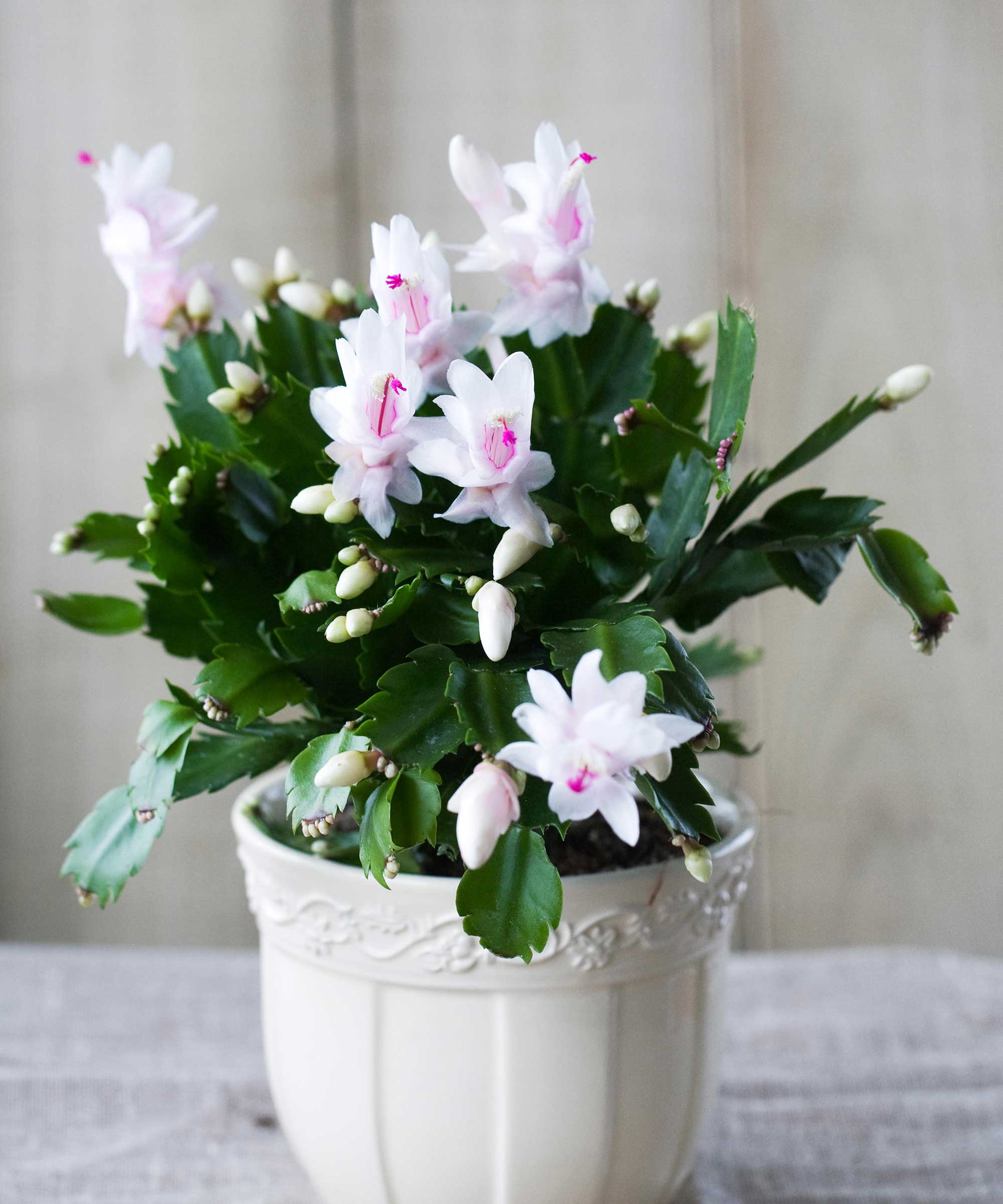 Cactus de Noël avec fleurs blanches en pot blanc