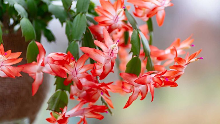 red flowers on Christmas cactus plant