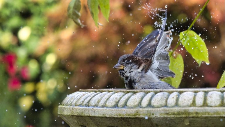 Ce bain d’oiseaux bouillonnant suspendu est une bouée de sauvetage pour la faune en cas de canicule – il les garde au frais et est également magnifique
