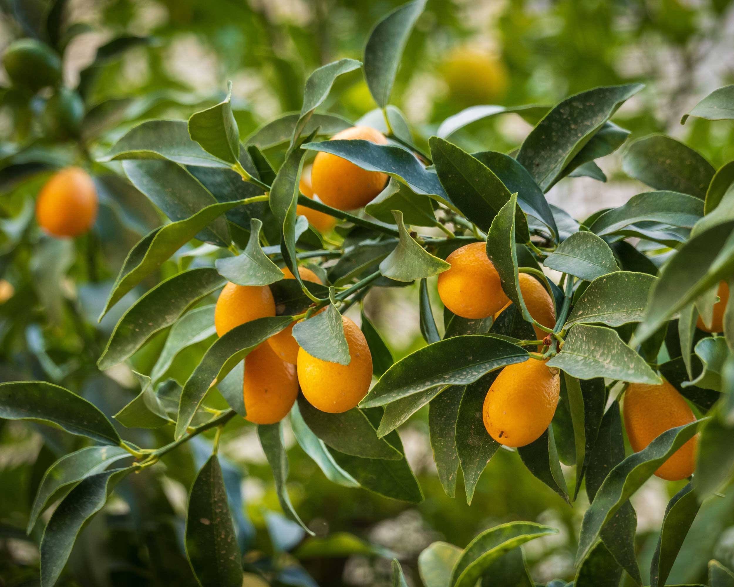 gros plan de fruits de kumquat sur un arbre