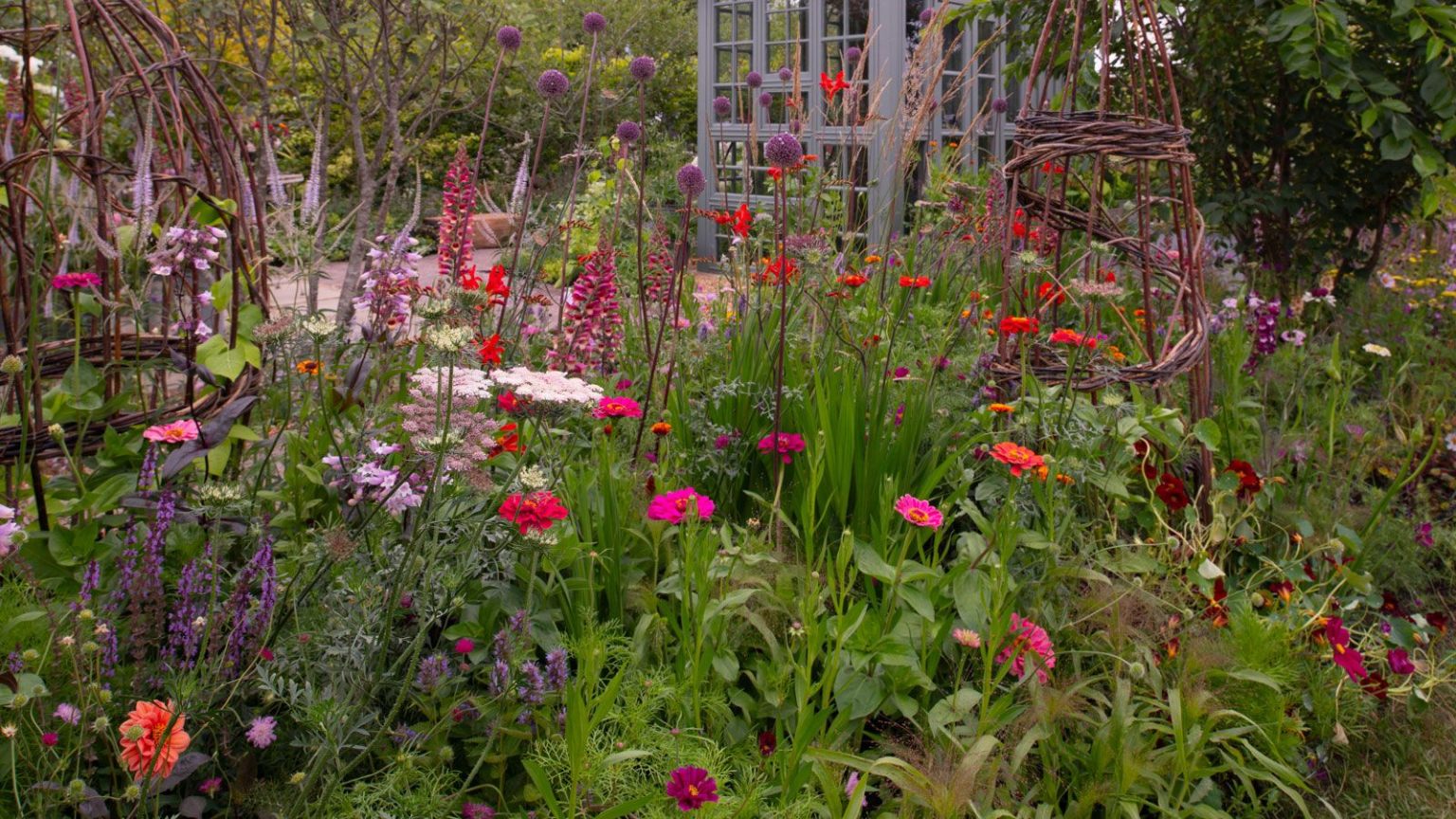 Le milieu de l’été est une période clé pour fertiliser les plantes – 7 qui vous remercieront de les nourrir en juillet avec plus de fleurs et une croissance plus saine summer garden filled with zinnias, achillea, alliums, verbascum and cosmos, with a glasshouse and willow obelisk and arch