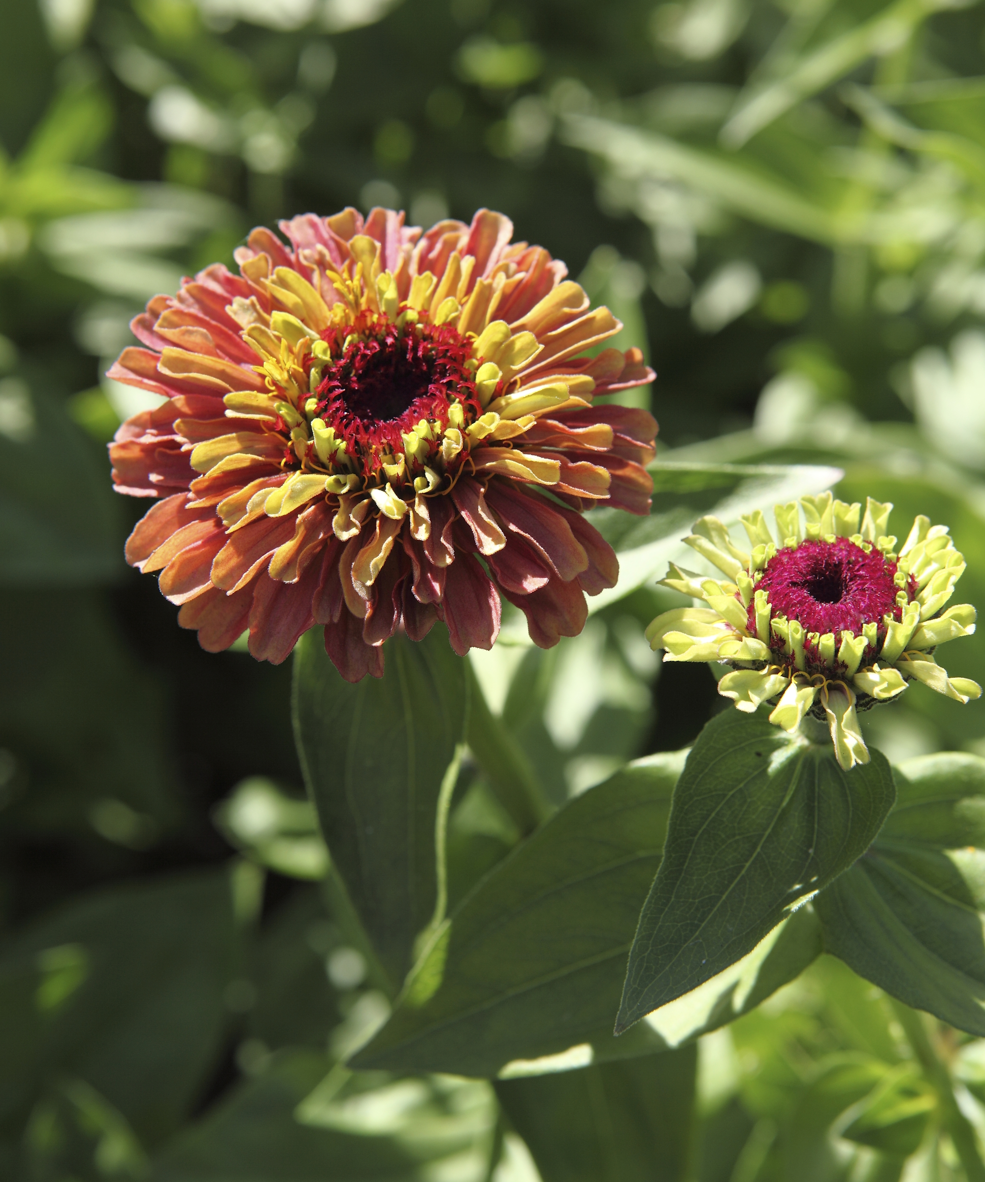 Zinnia 'Queen Red Lime' fleurissant dans des tons d'orange et de jaune, et de rouge et de vert
