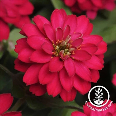 Graines de Zinnia - Série Zahara