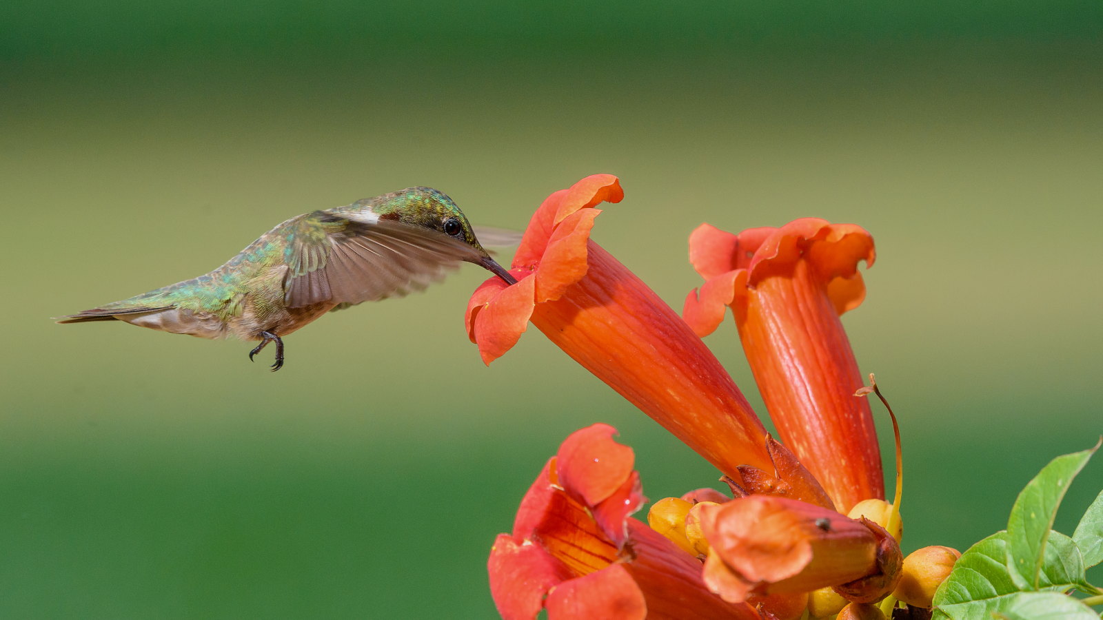 Un colibri visite une fleur de vigne trompette orange pour siroter du nectar