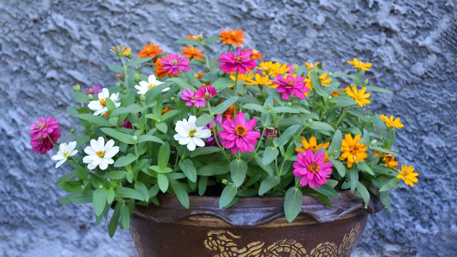 Comment faire pousser des zinnias en pots – et garantir des présentations passionnantes et durables dans les petits jardins Comment faire pousser des zinnias en pots – et garantir des présentations passionnantes et durables dans les petits jardins