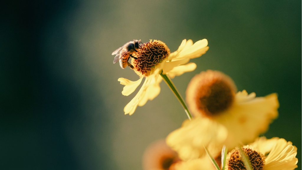 3 façons simples d'aider les abeilles à combattre la chaleur et à rester hydratées dans votre jardin tout l'été
