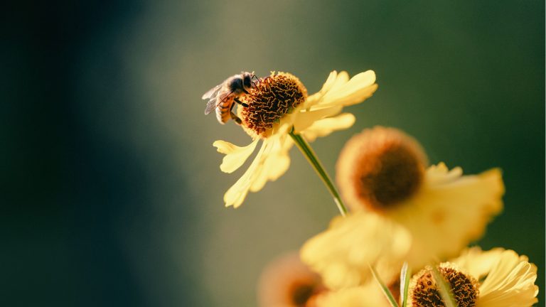 3 façons simples d'aider les abeilles à combattre la chaleur et à rester hydratées dans votre jardin tout l'été