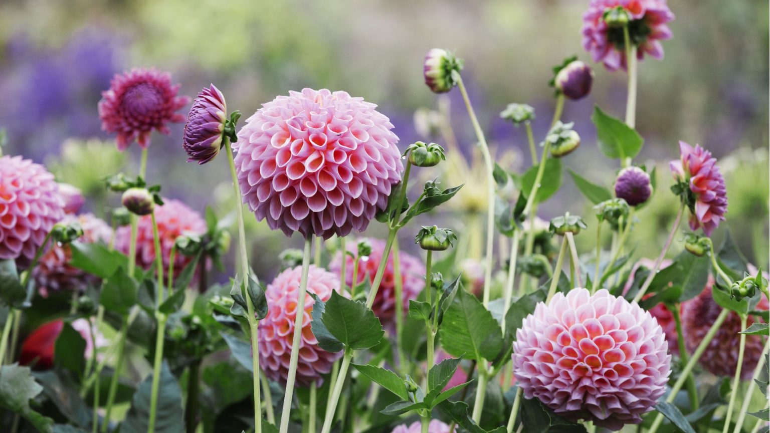 Que faire avec les dahlias en juillet pour des fleurs coupées encore plus spectaculaires jusqu’à l’automne Que faire avec les dahlias en juillet pour des fleurs coupées encore plus spectaculaires jusqu'à l'automne