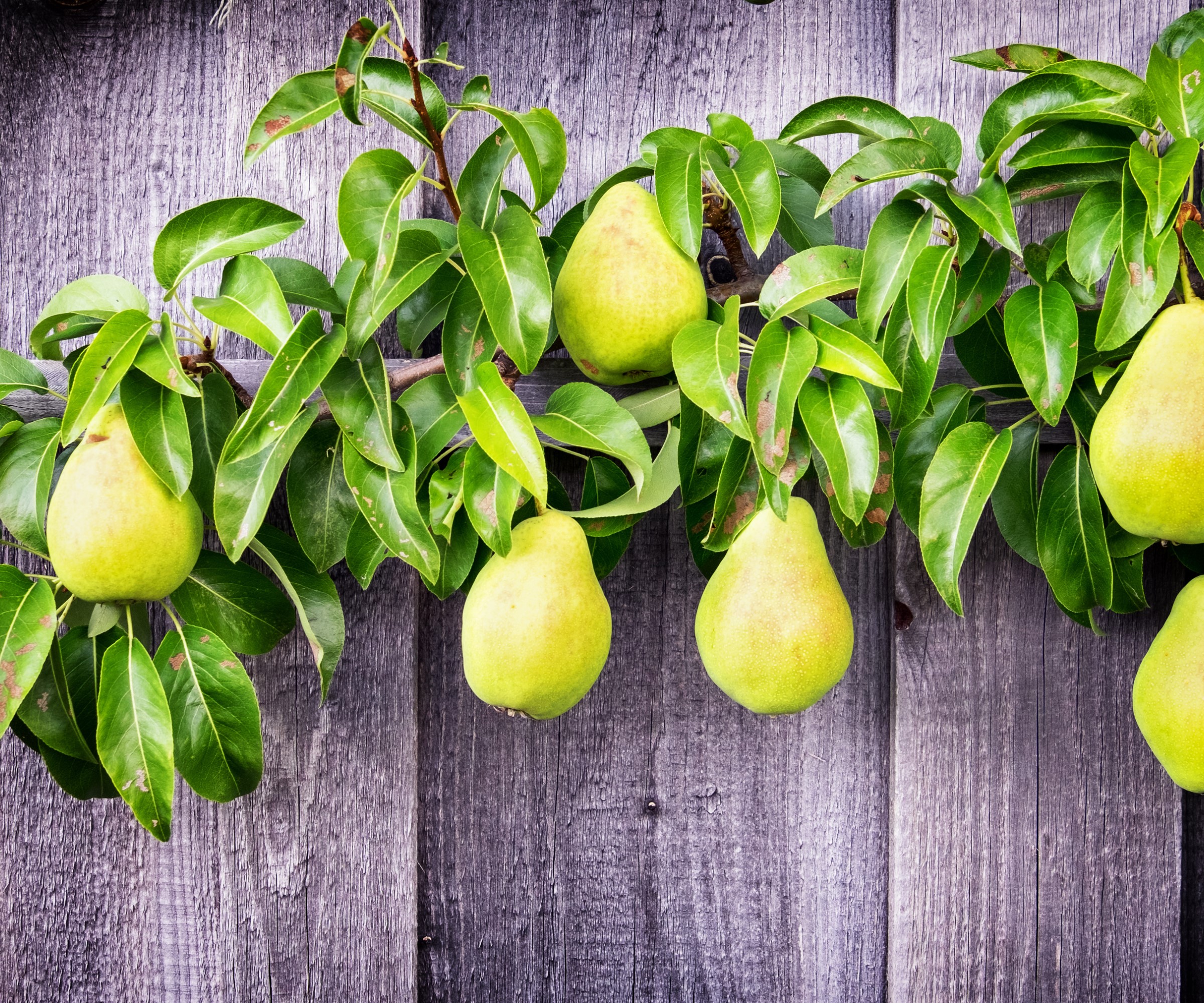 Poirier en espalier aux fruits