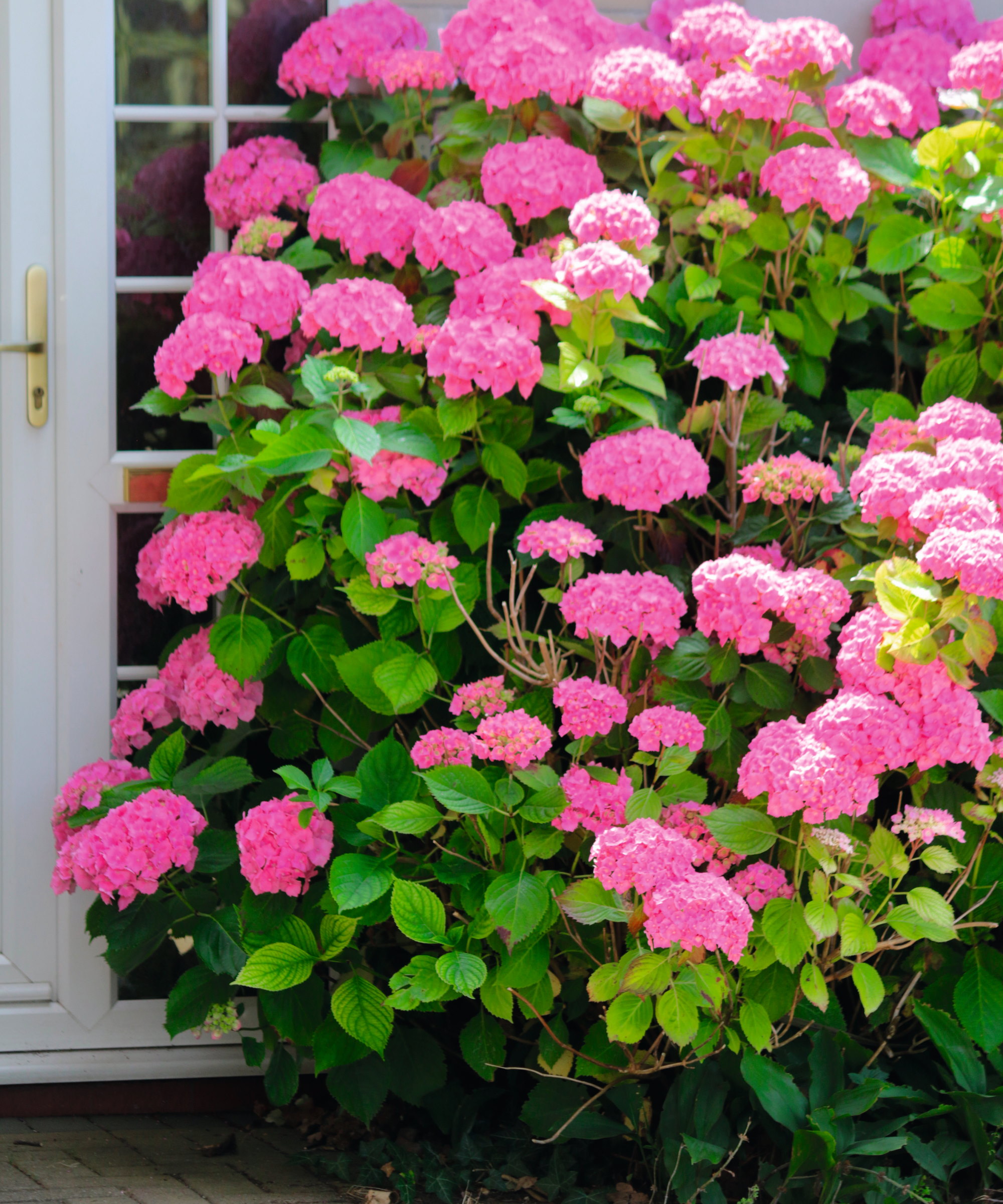 Un grand buisson d'hortensias roses