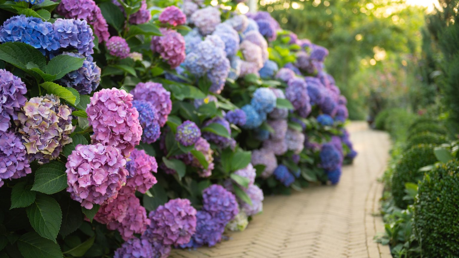 Comment arroser les hortensias pendant une canicule – 3 règles simples qui les maintiennent en fleurs tout l’été